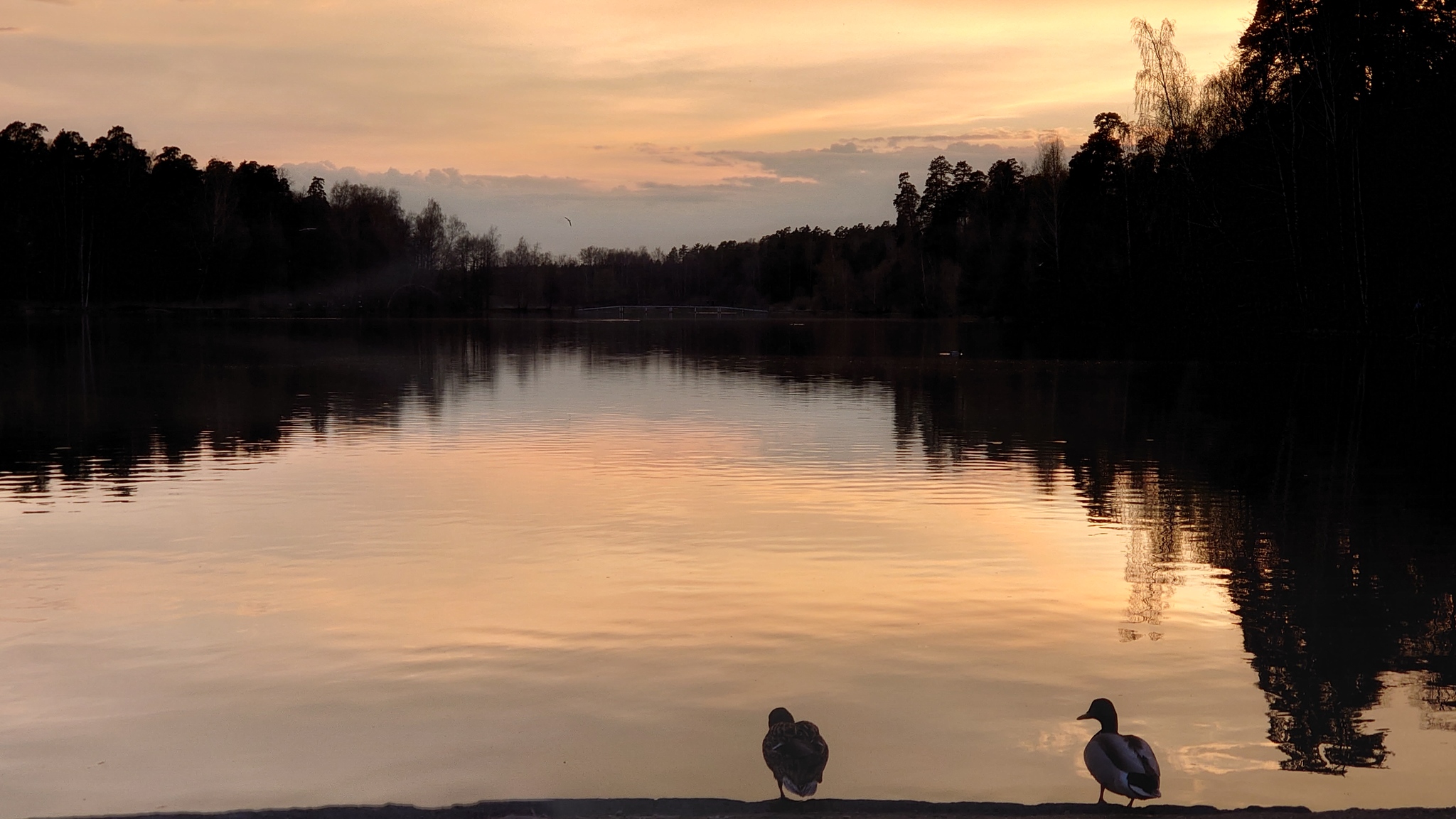 Two friends from Balashikha - Wild ducks, Pond, The photo