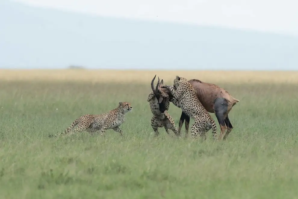 It's interesting in Africa... - Cheetah, Hunting, Kenya, Africa, Reserves and sanctuaries, Masai Mara, Longpost, Animals