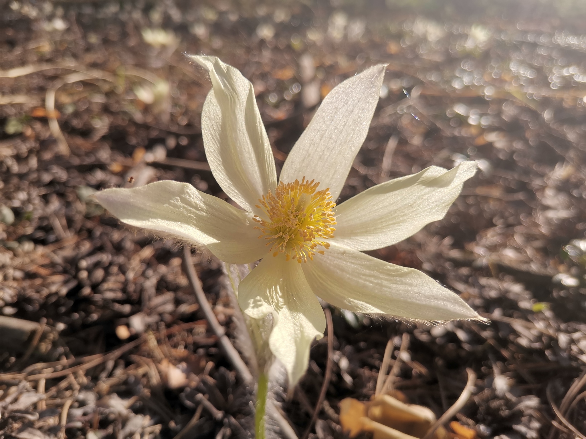 It's finally spring - My, The photo, Spring, Longpost, Photo on sneaker