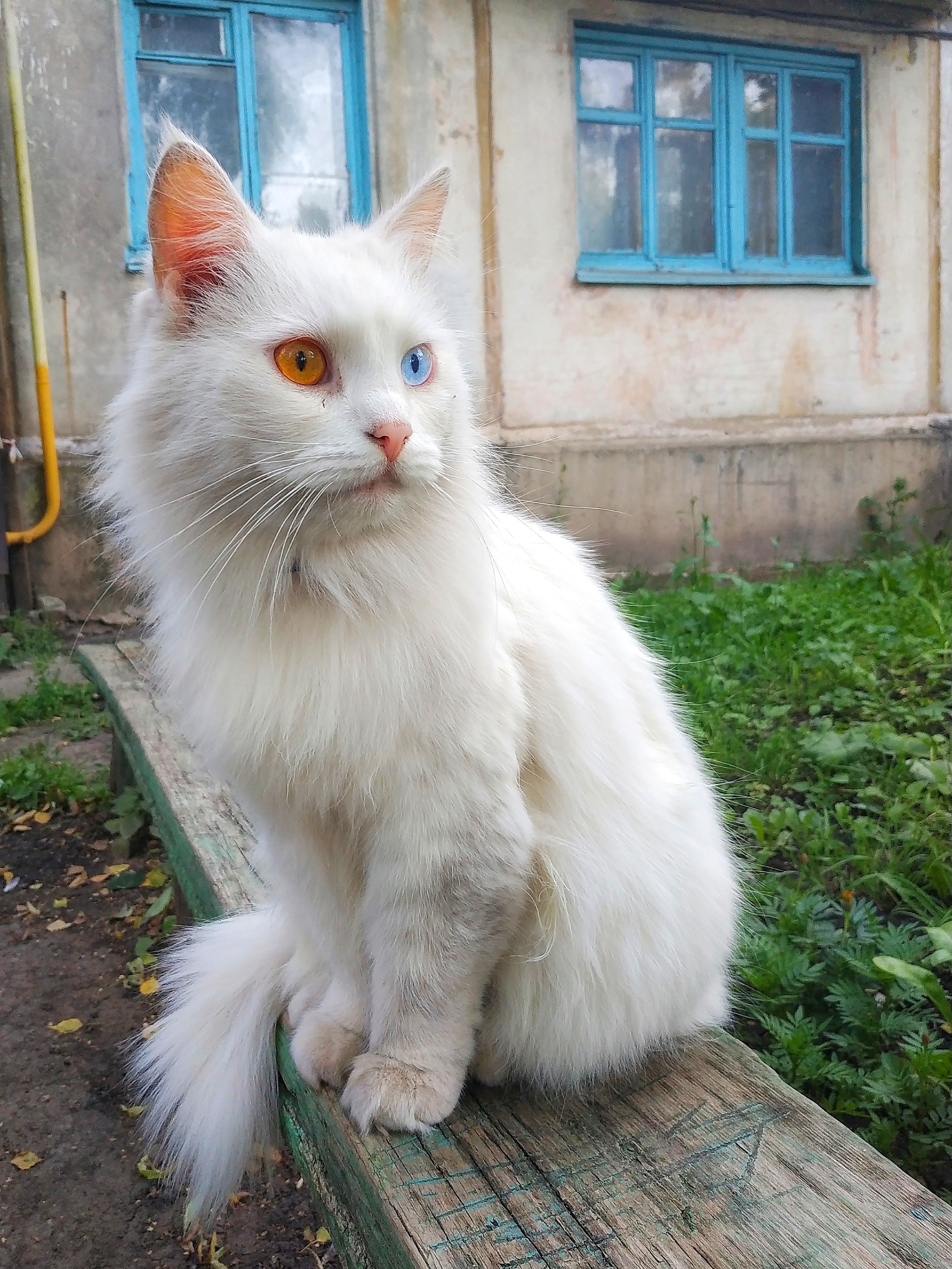 Young lady - My, cat, Heterochromia, Courtyard, Unusual, beauty