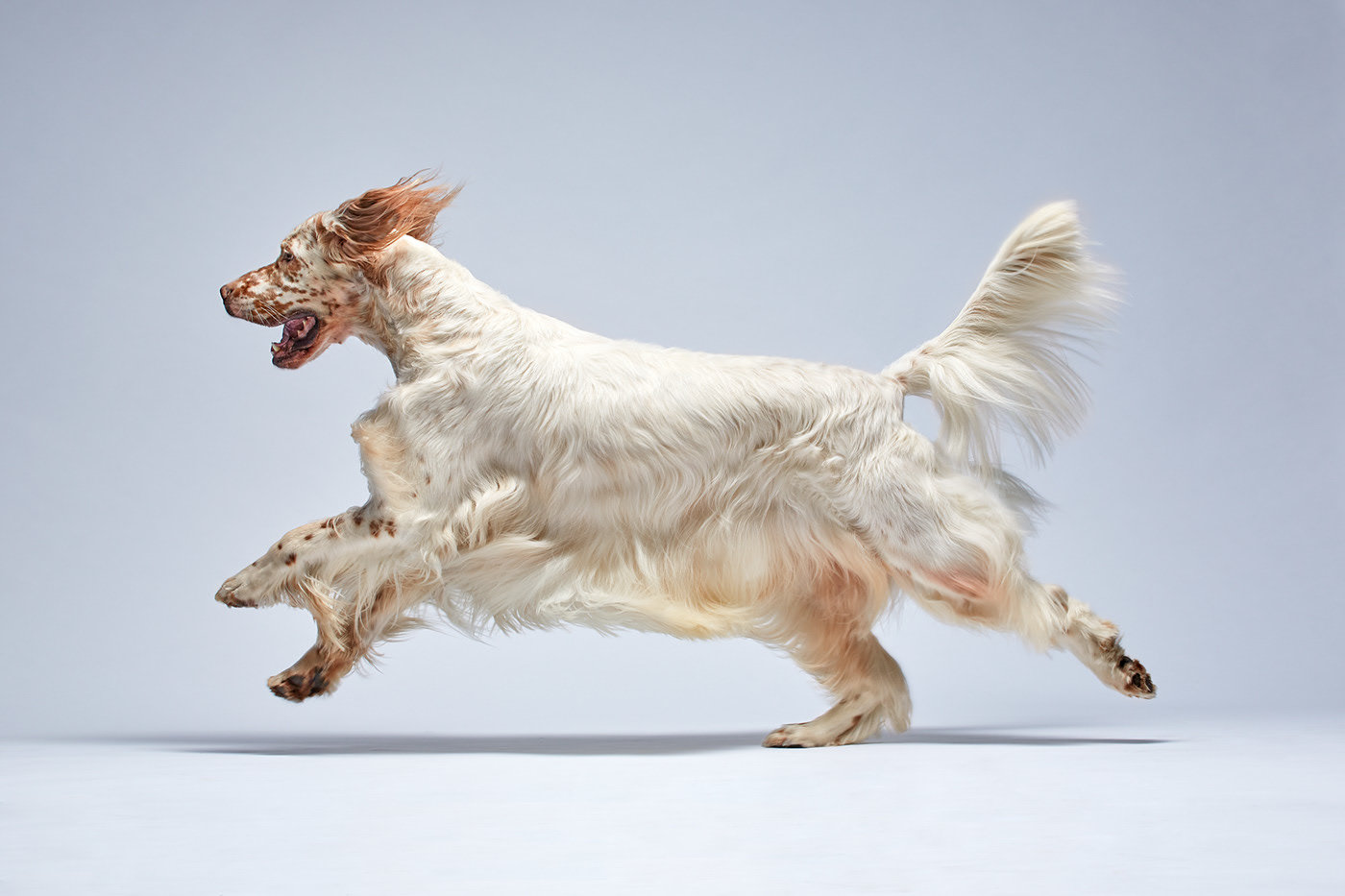 Dog show - Dog, The photo, Longpost