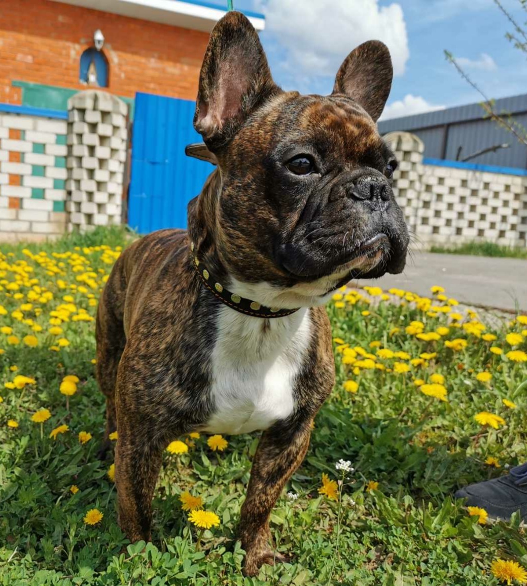 My four legged bro - My, Dog, The photo, May, French Bulldog