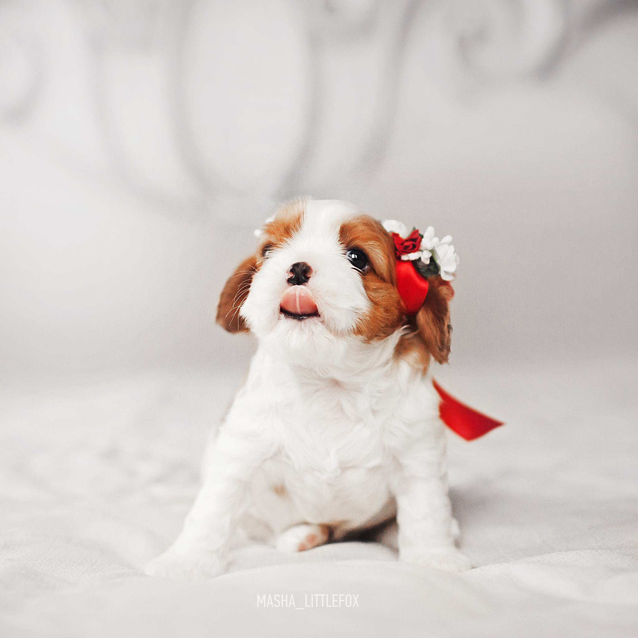 Just little puppies :) - My, Milota, Puppies, Cavalier king charles spaniel, Children, Dog, Pets, Longpost, Kus