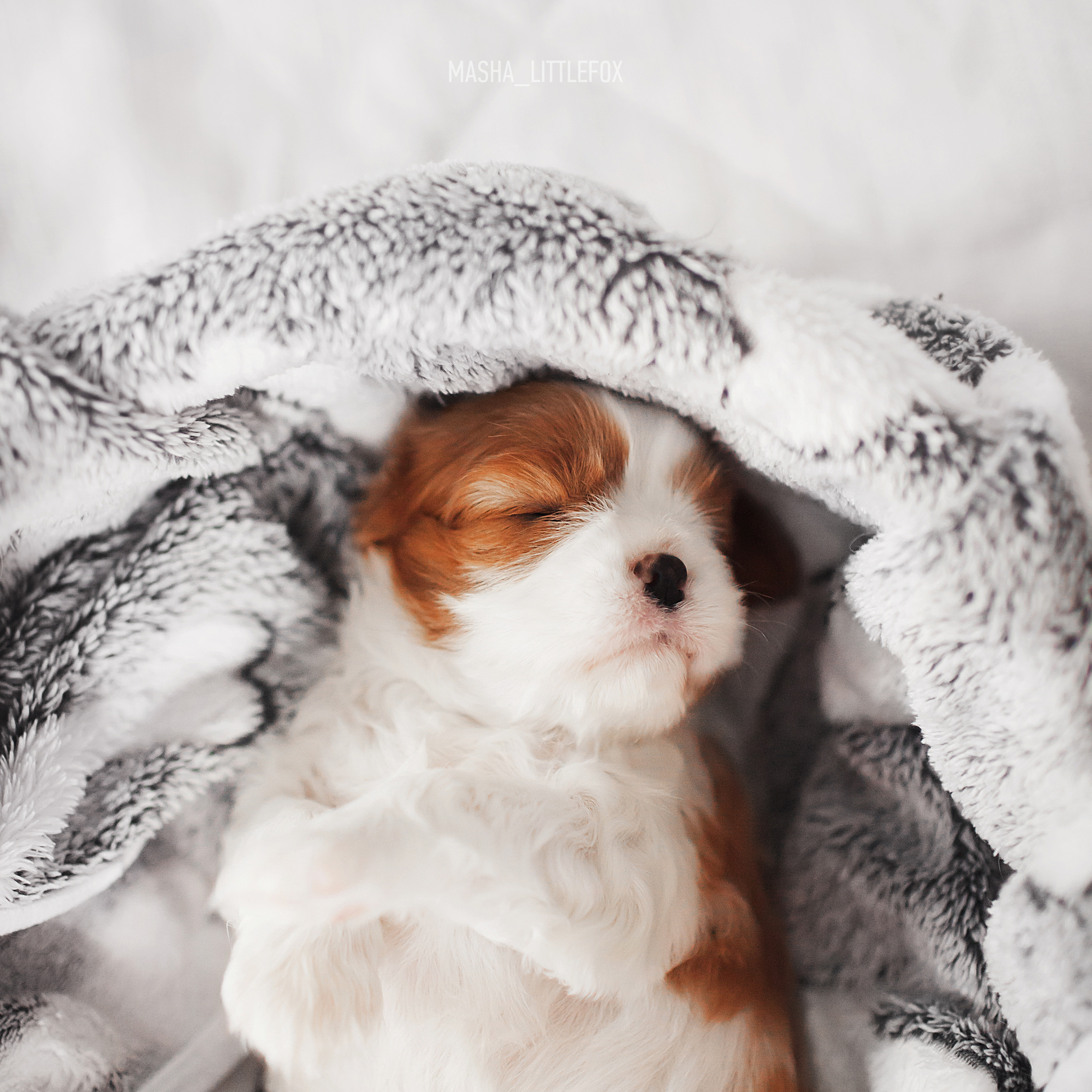 Just little puppies :) - My, Milota, Puppies, Cavalier king charles spaniel, Children, Dog, Pets, Longpost, Kus