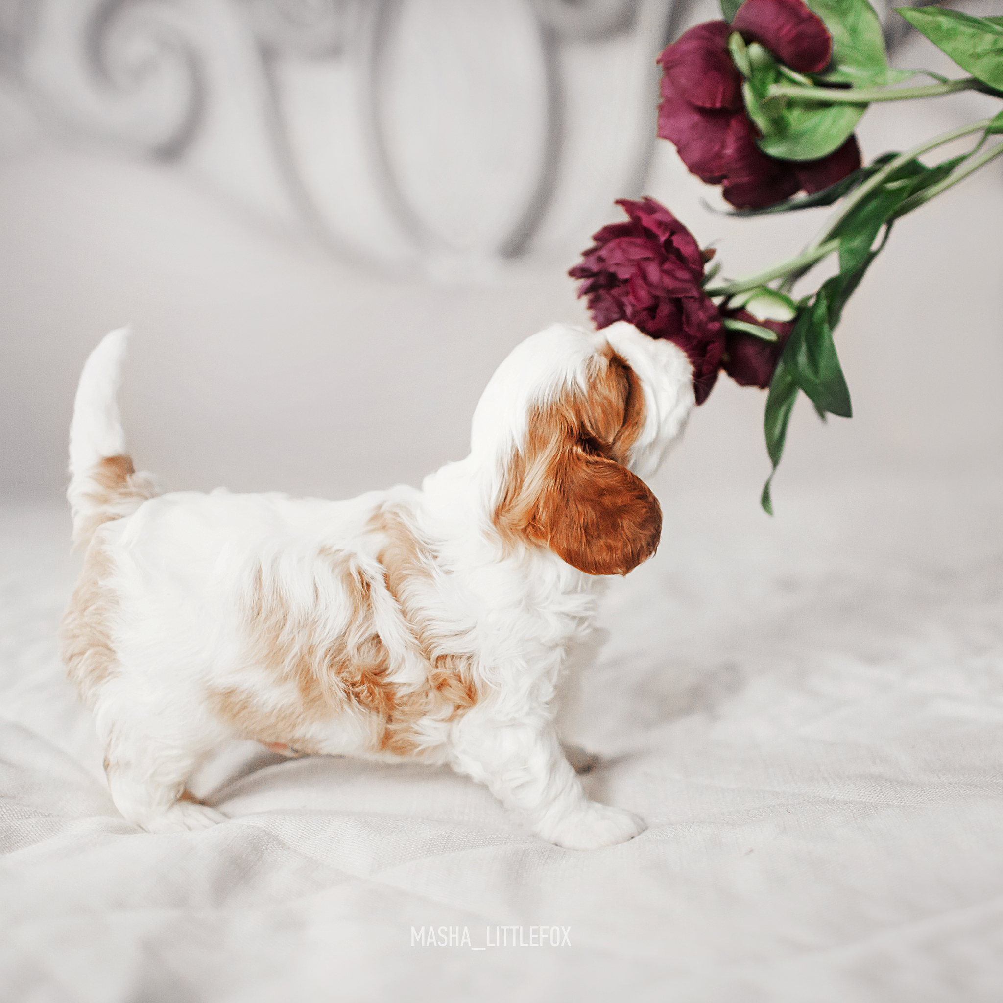 Just little puppies :) - My, Milota, Puppies, Cavalier king charles spaniel, Children, Dog, Pets, Longpost, Kus