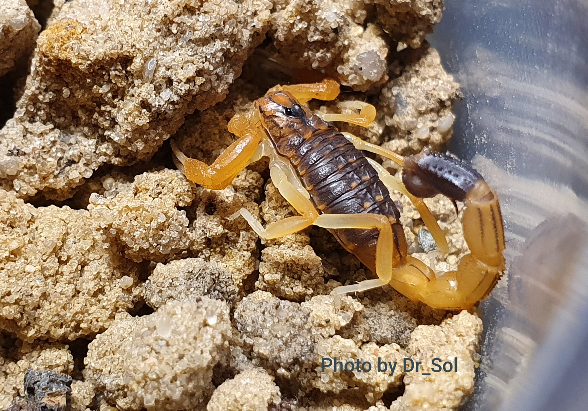 Scorpions (and tarantulas), photo - My, Scorpion, Pets, Hobby, Bird spiders, Longpost, Spider