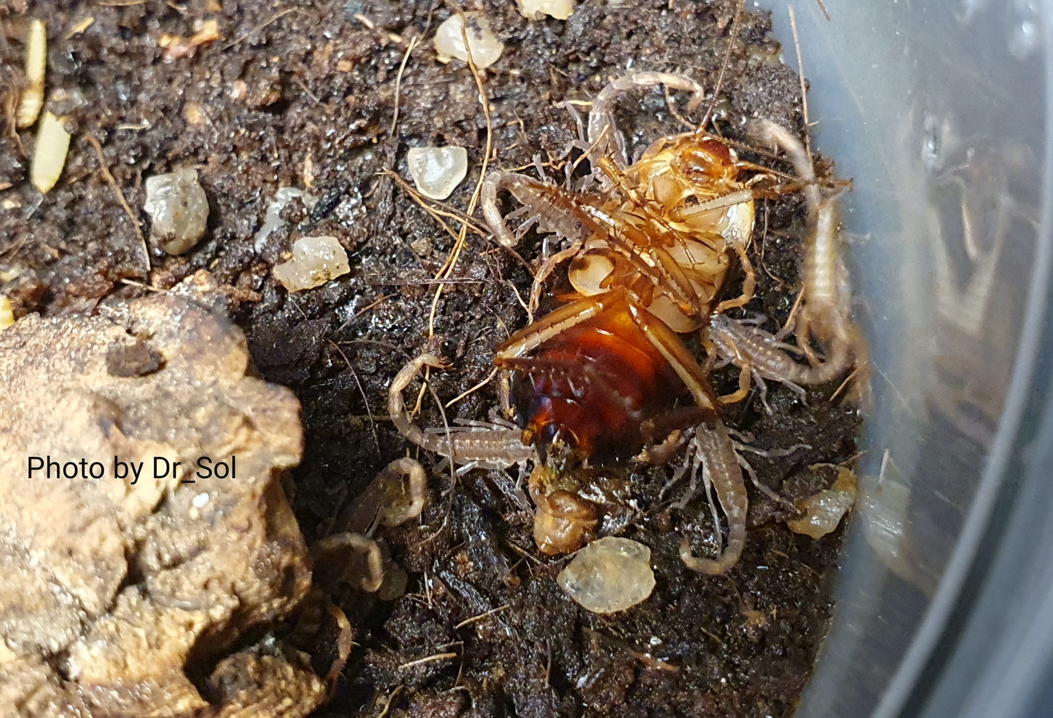 Scorpions (and tarantulas), photo - My, Scorpion, Pets, Hobby, Bird spiders, Longpost, Spider