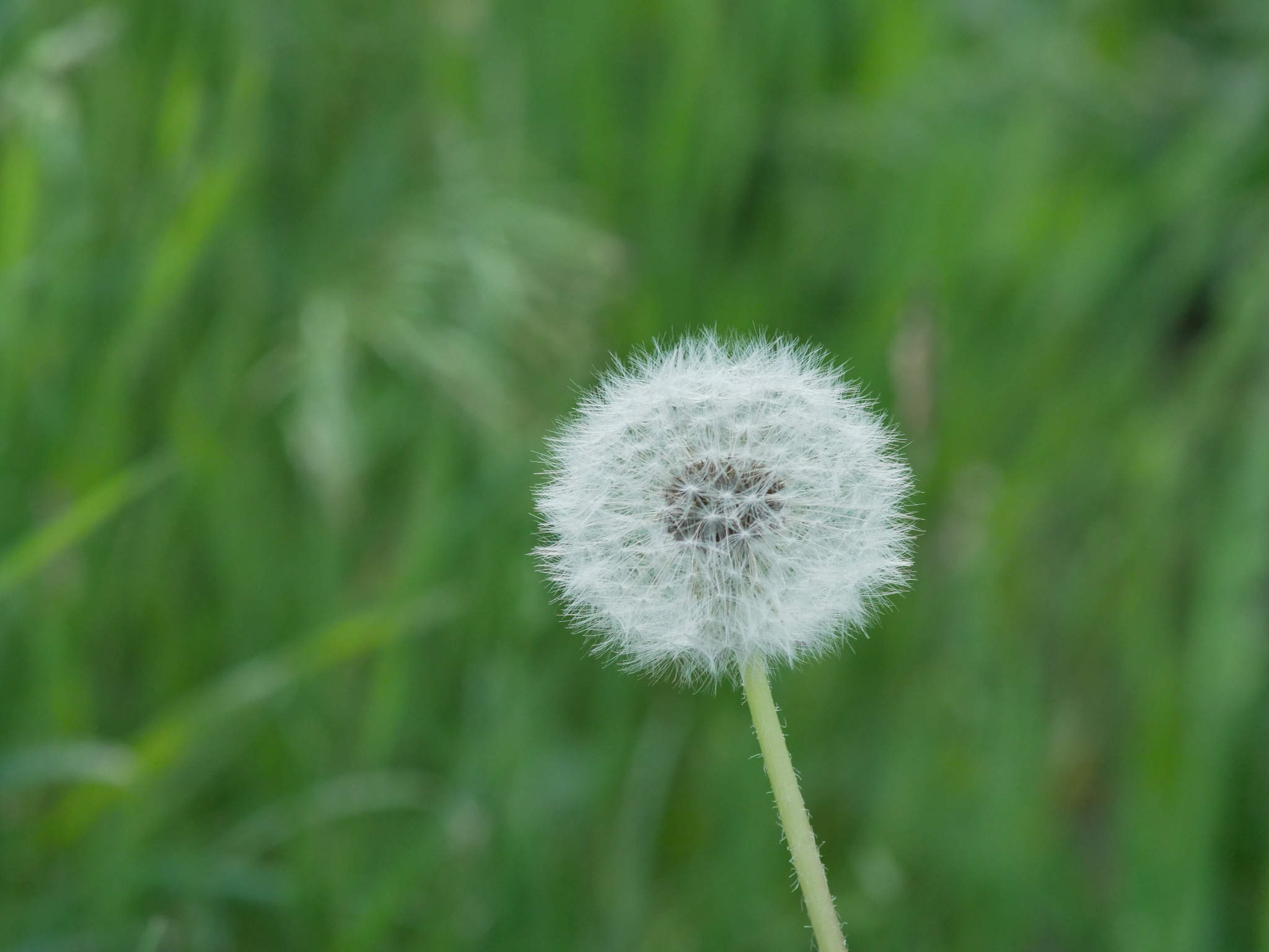 Spring greens - Dandelion, Birch, Greenery, Grass, Longpost