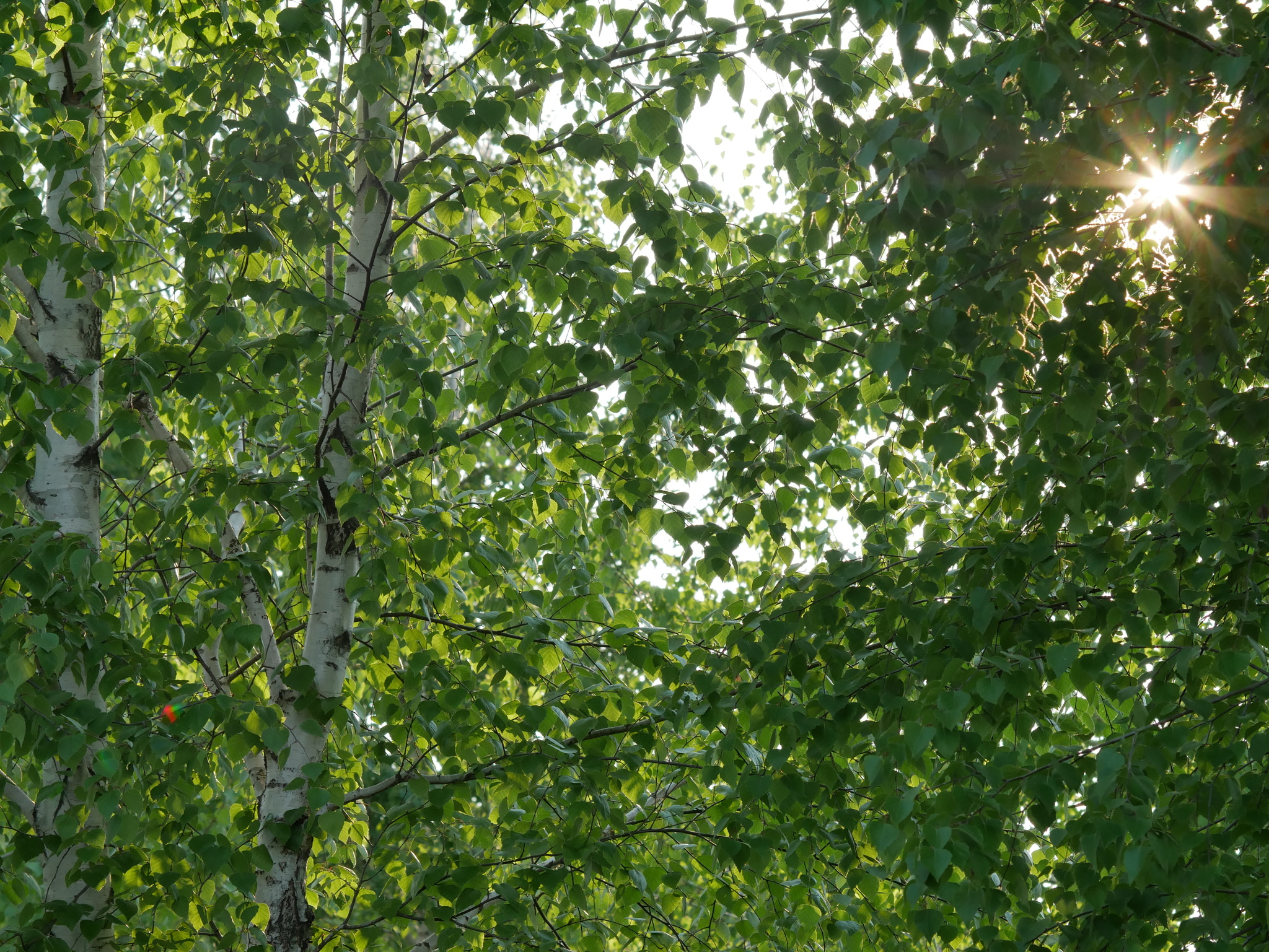 Spring greens - Dandelion, Birch, Greenery, Grass, Longpost