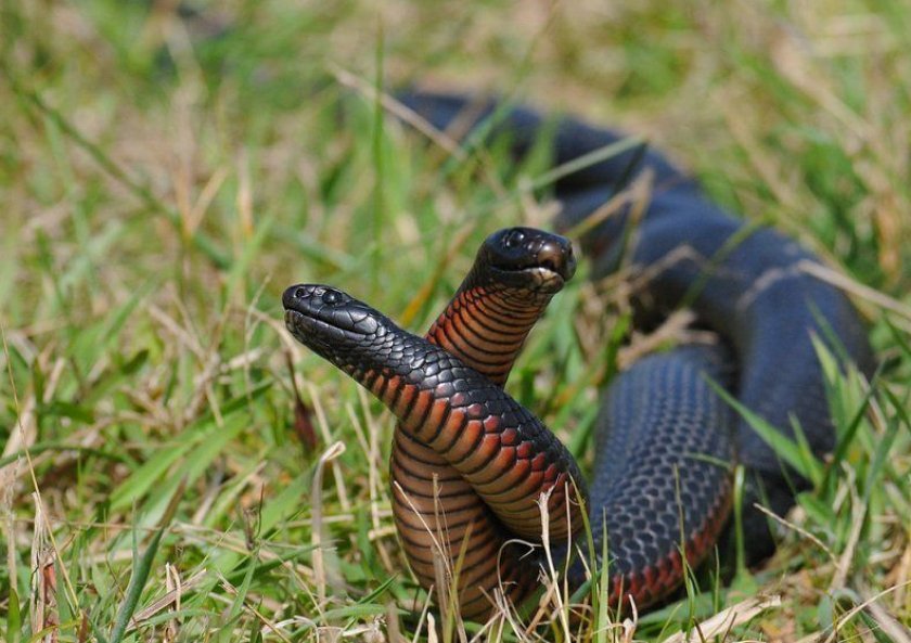 Black snake. - My, Echidna, Snake, Herpetophobia, Poisonous snake, Asp, Longpost, Poisonous animals