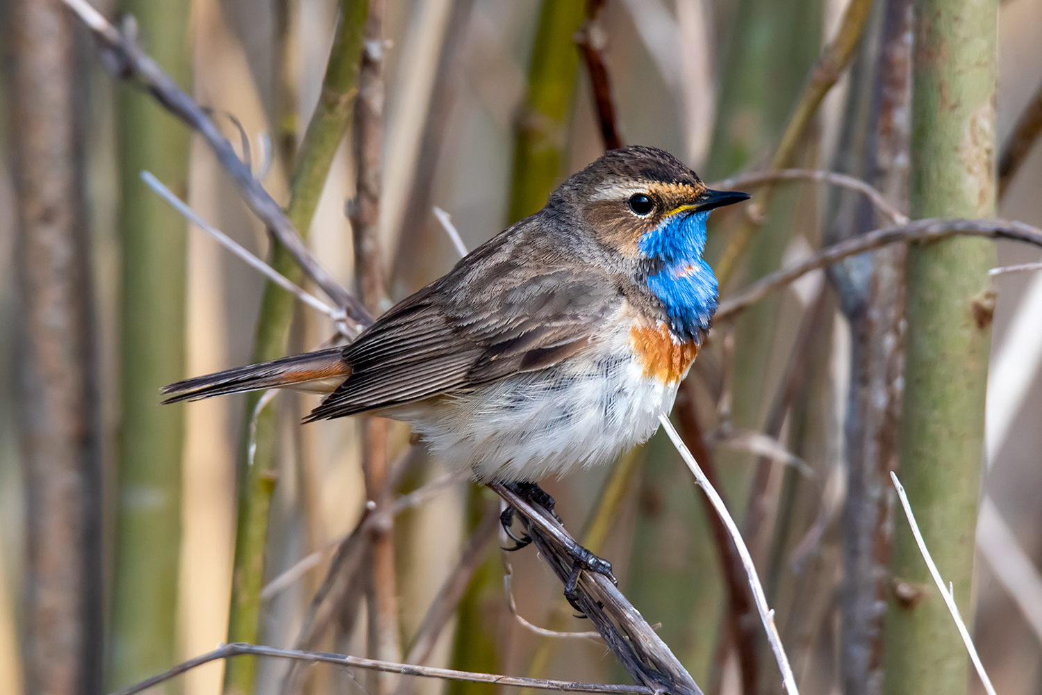 Bluethroat - My, Birds, The photo, Nikon, Leningrad region, Longpost