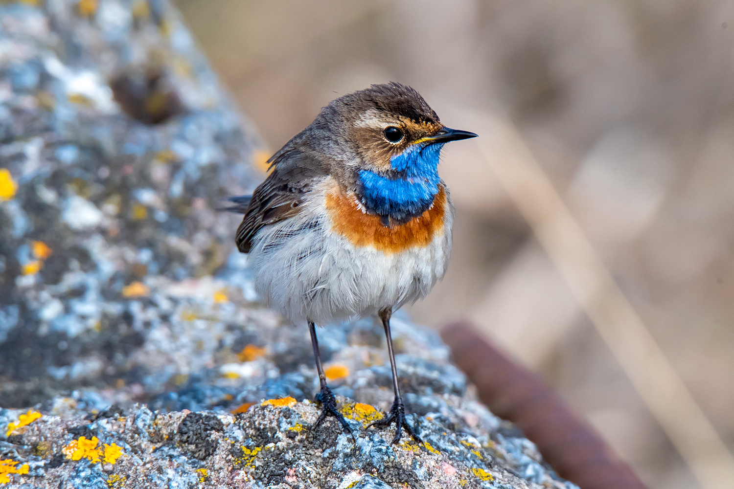 Bluethroat - My, Birds, The photo, Nikon, Leningrad region, Longpost