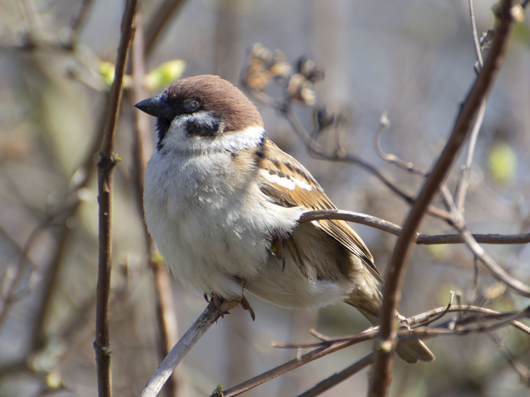 Spring sparrow - My, The photo, Nature, Suburb, Moscow region, Birds, Plants, Muscari, Sparrow, Longpost