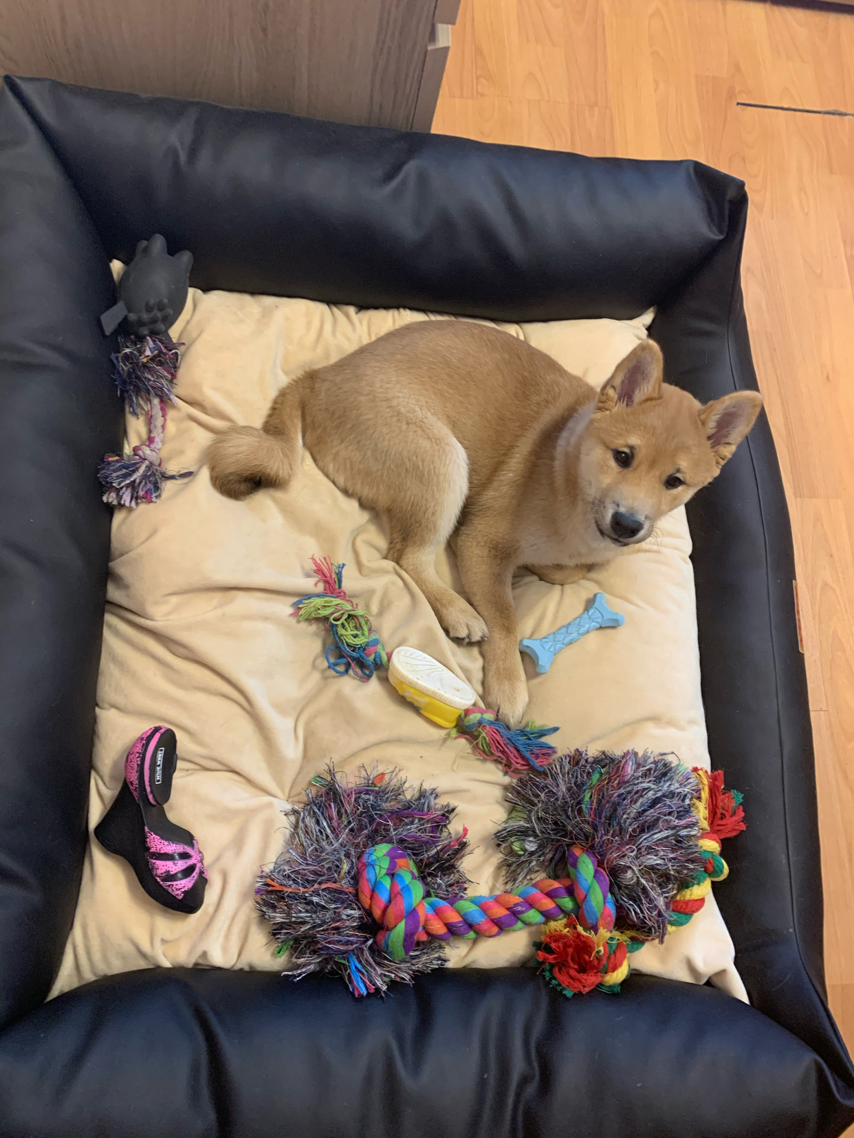 Which toy would you choose... - My, Shiba Inu, Dog, Toys, Milota, Sofa experts