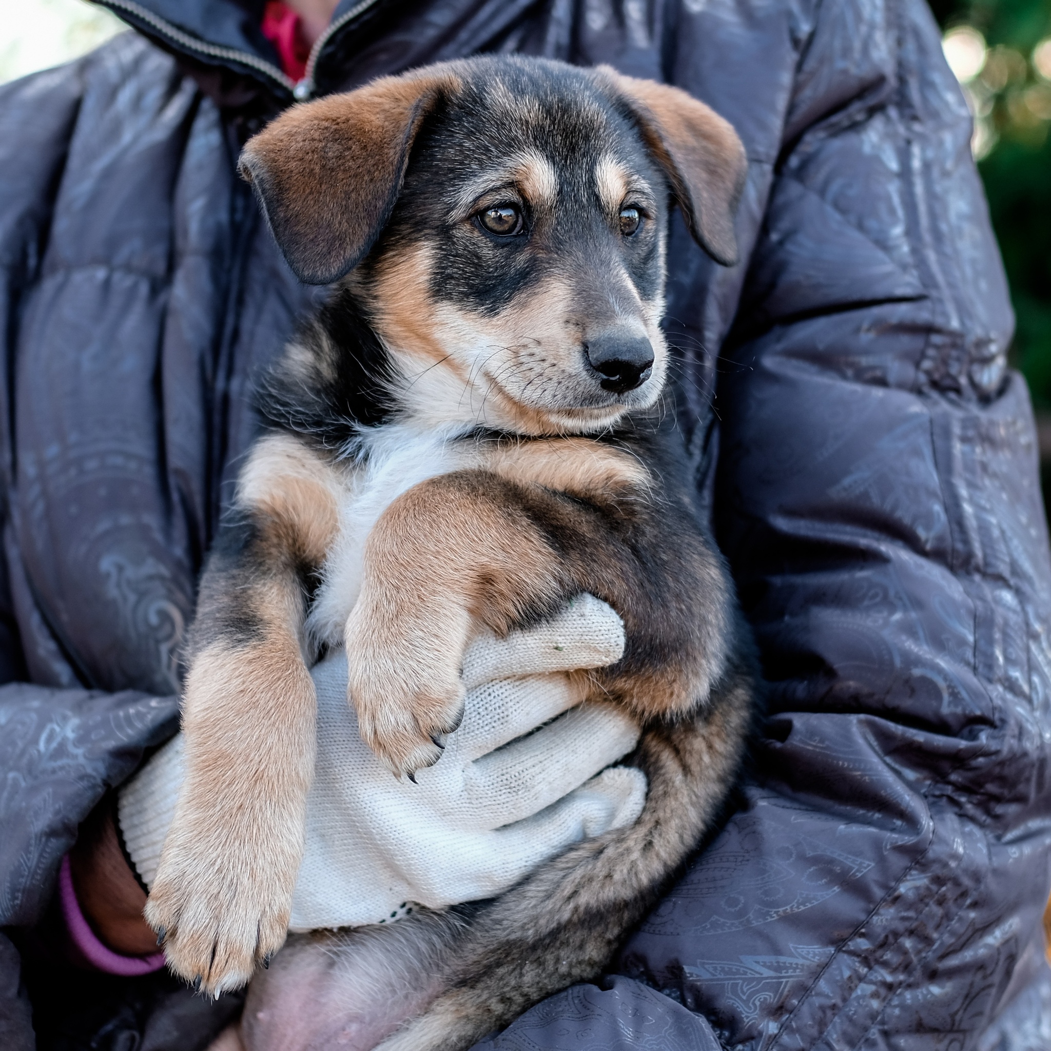 Moscow and Moscow Region! Two charming girls in good hands - My, In good hands, Moscow, Moscow region, Dog, Puppies, Pets, Longpost, No rating