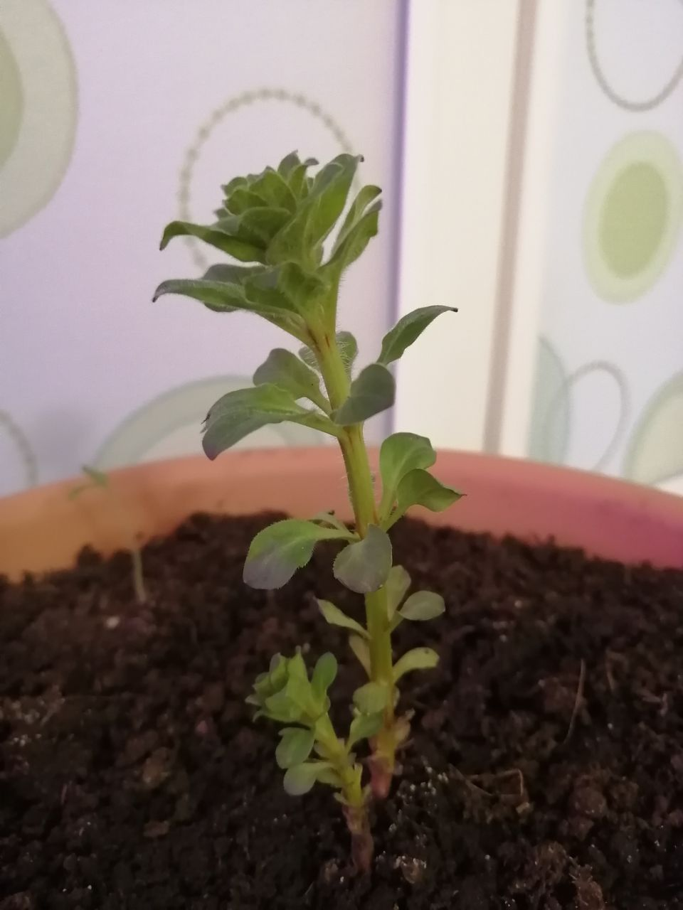 What kind of plant is this? - My, Plants, Houseplants, Longpost, Question, Botany