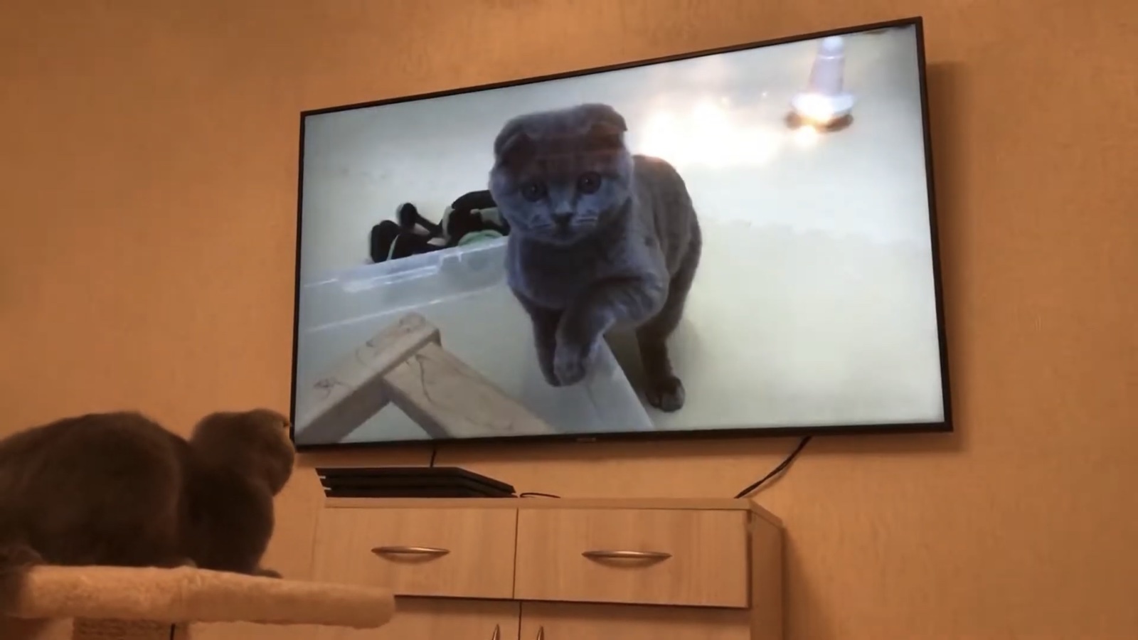 Кот смотрит телевизор, планшет и телефон | Пикабу