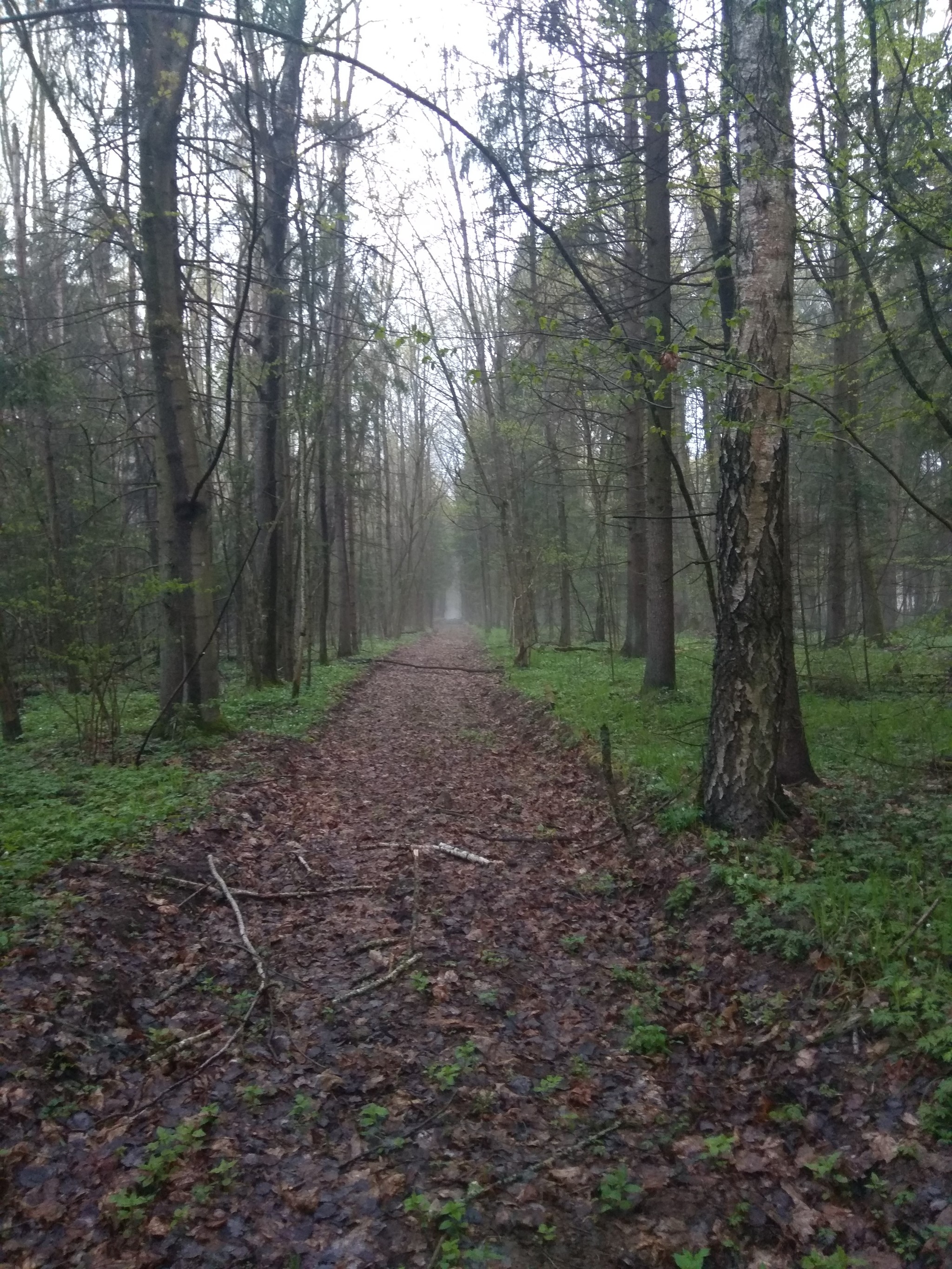 Spring mushroom picking - My, Forest, Mushrooms, Republic of Belarus, Video, Longpost