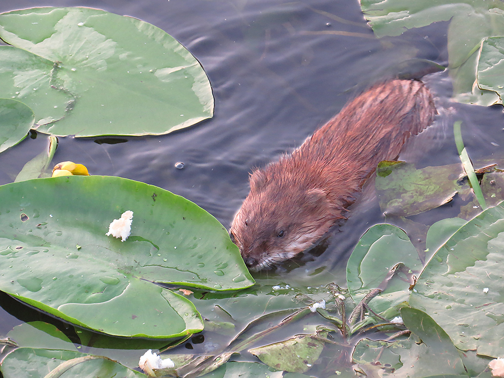 Muskrat, part two - My, Muskrat, Klyazma, River, Animals, Nature, Rodents, Schelkovo, Video, Longpost