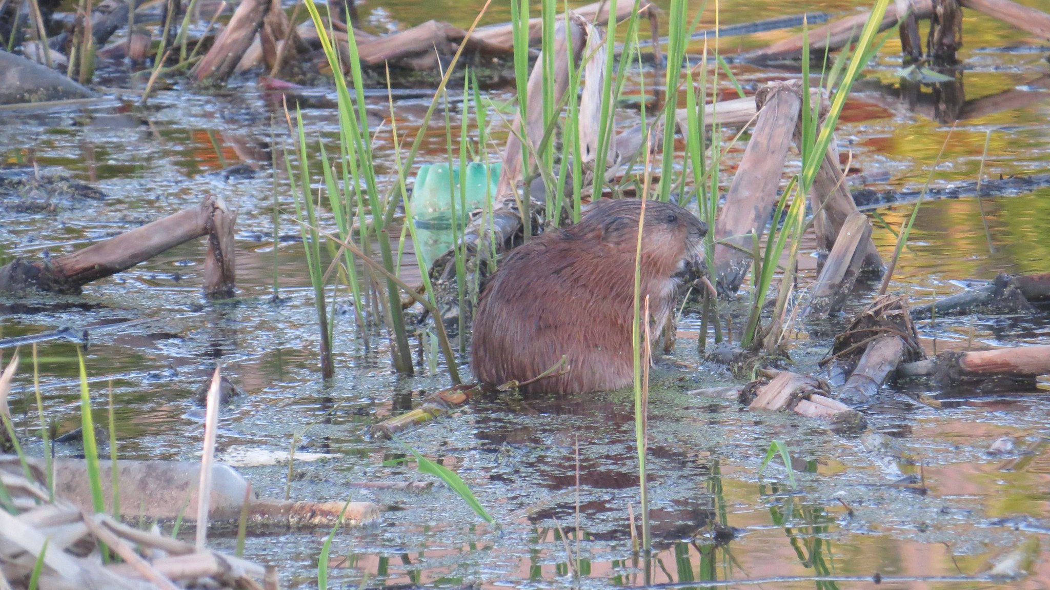 Muskrat, part two - My, Muskrat, Klyazma, River, Animals, Nature, Rodents, Schelkovo, Video, Longpost