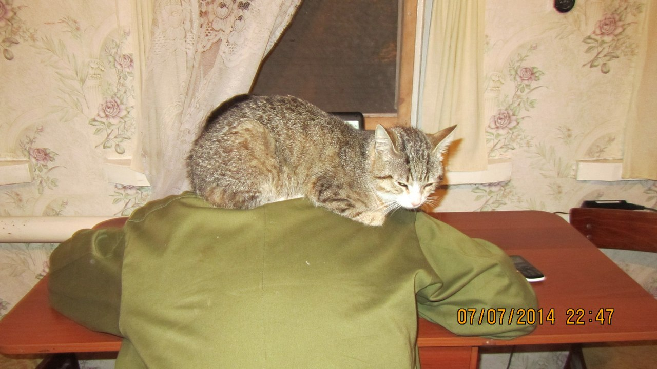 Was - Became - Fled - My, It Was-It Was, cat, Animal Rescue, Pet, Sadness, Real life story, Longpost, Pets