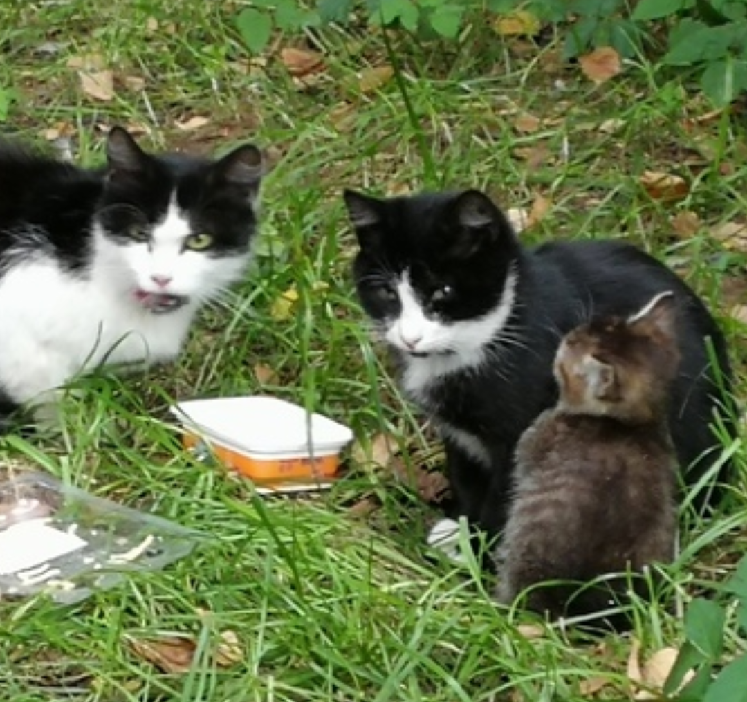 They don't seem to like me - My, cat, Kittens, Courtyard, Arrogance