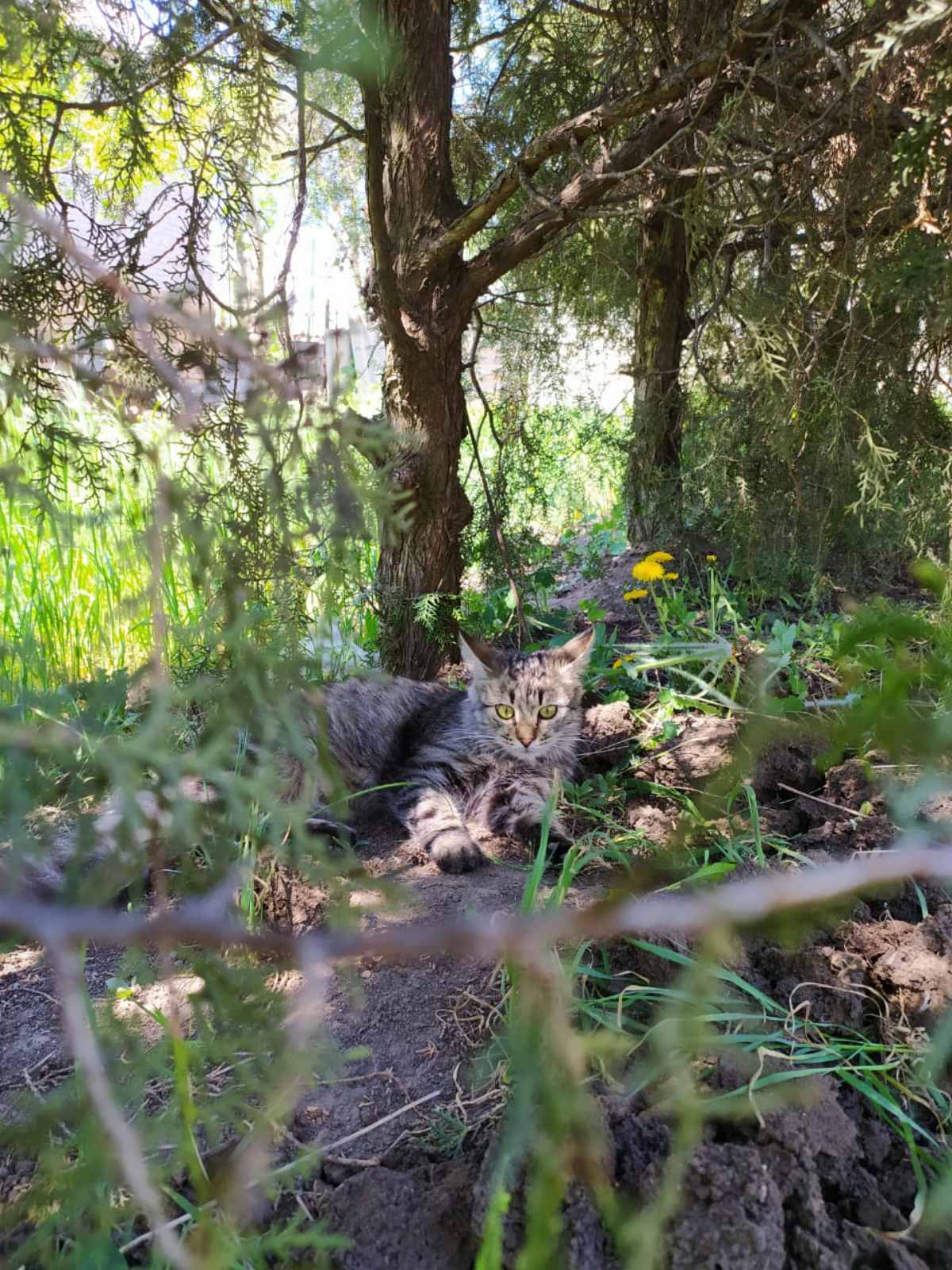 Впервые на улице - Моё, Кот, Фотография, Длиннопост