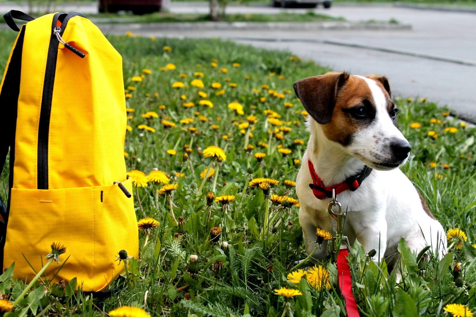 DRT. First walk in my life - My, Dog, Jack Russell Terrier