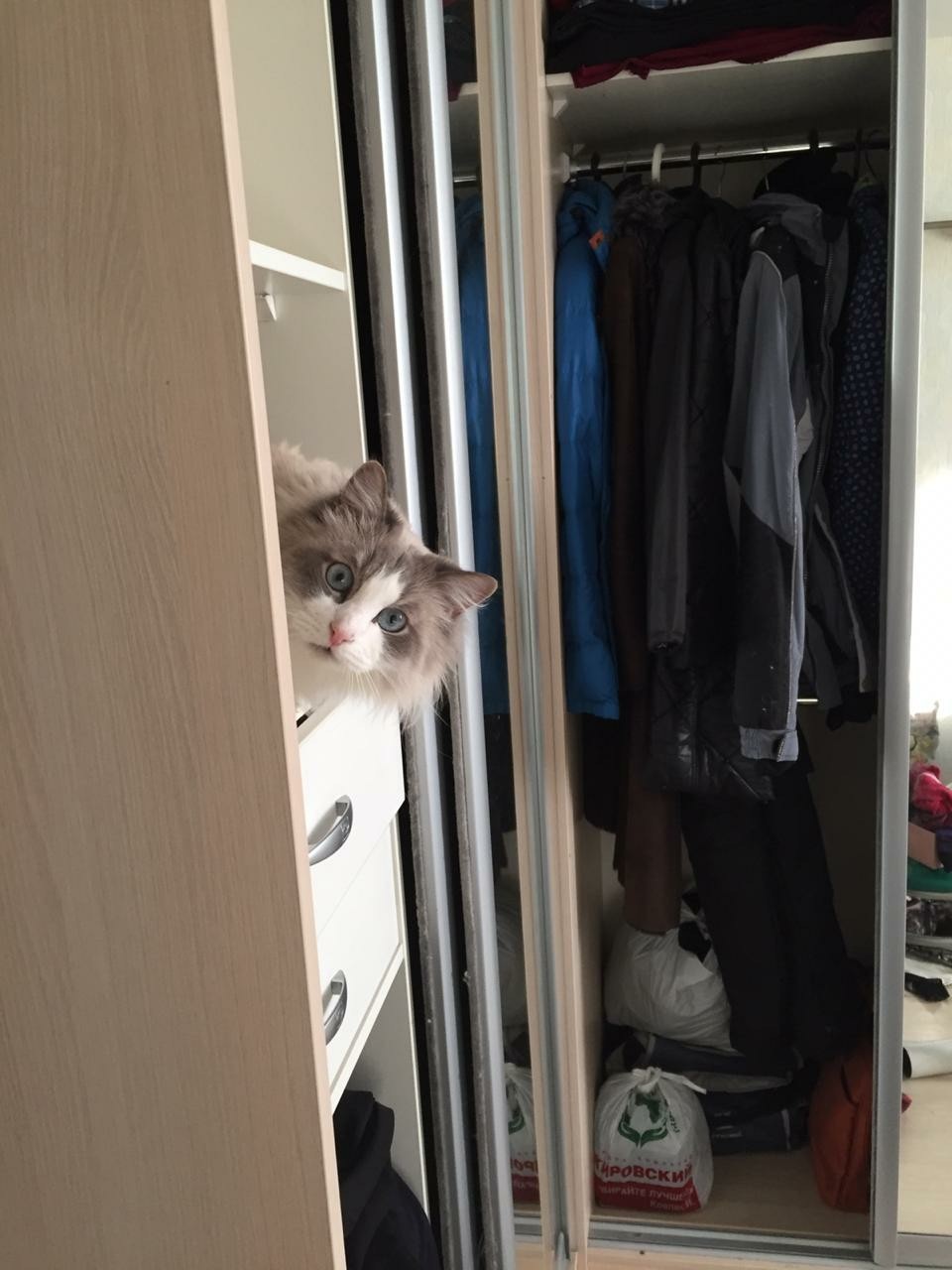 Where the tidy is, there is a cat - My, cat, Cleaning, Closet, Longpost