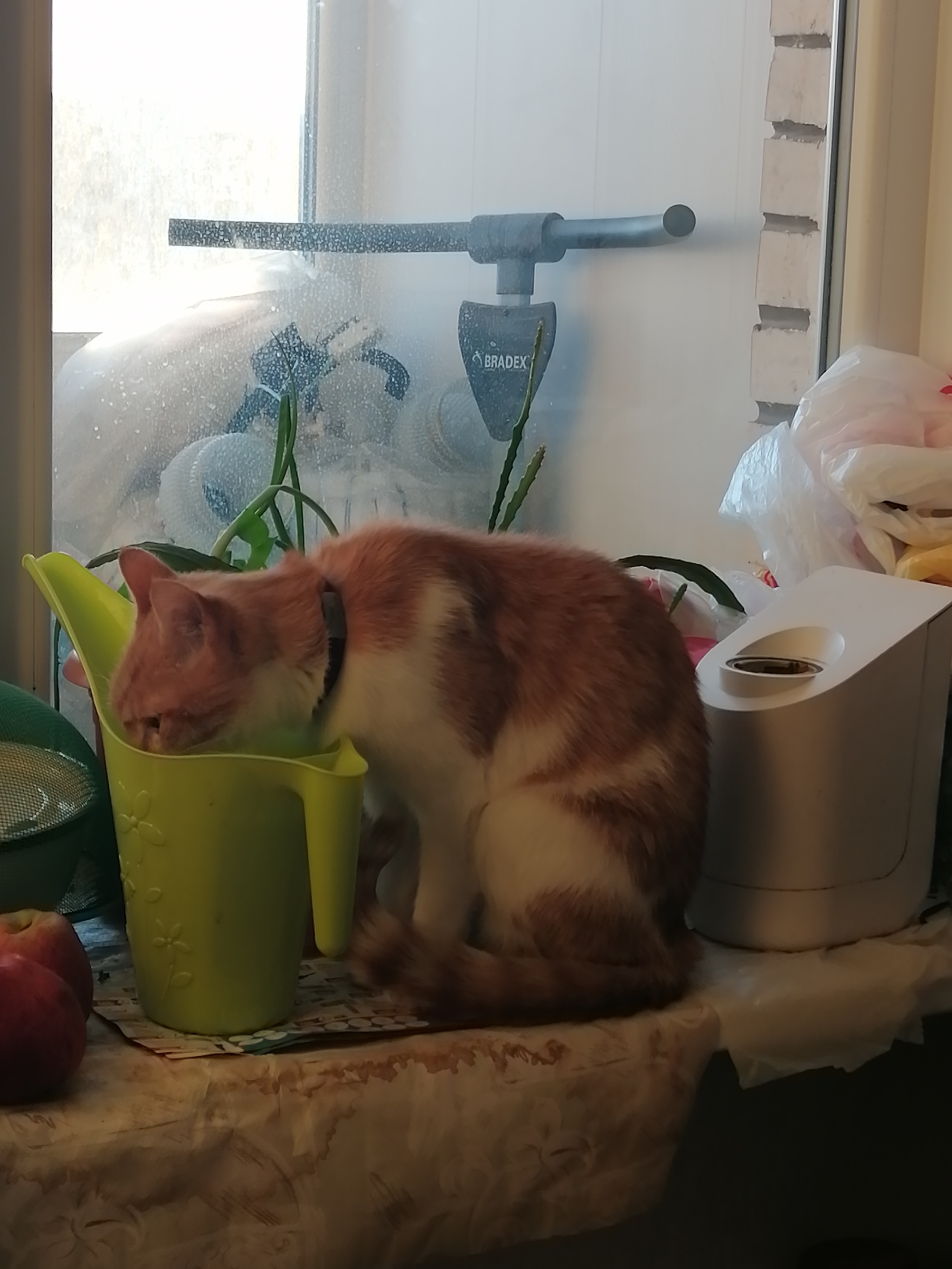 Drink - My, cat, Drinks, Water, No rating