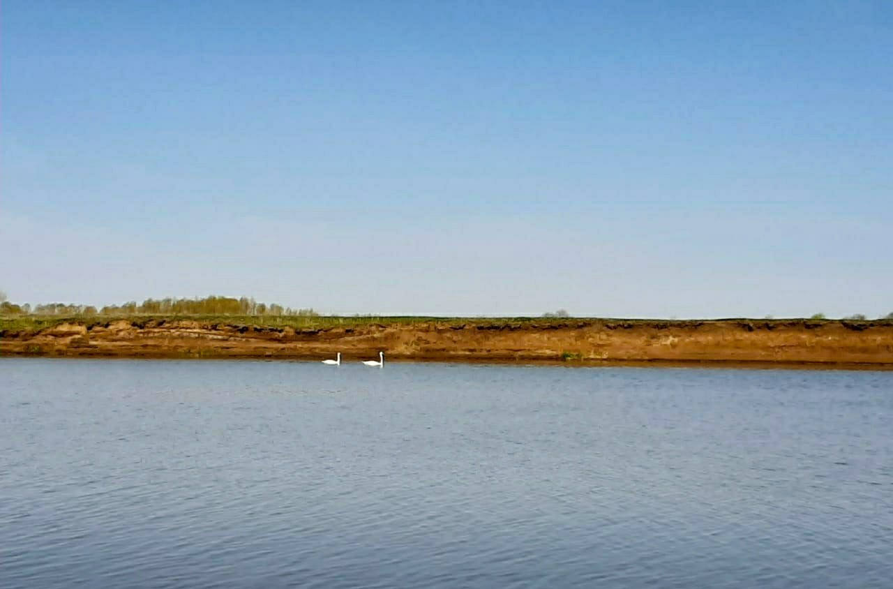 Pair of swans - Swans, River, The photo