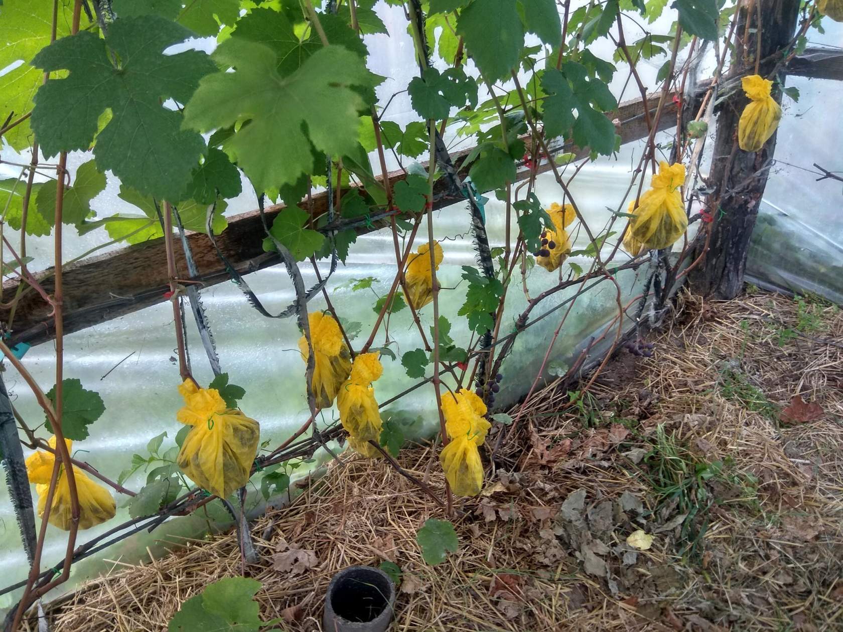 Агротехника выращивания винограда в Забайкалье