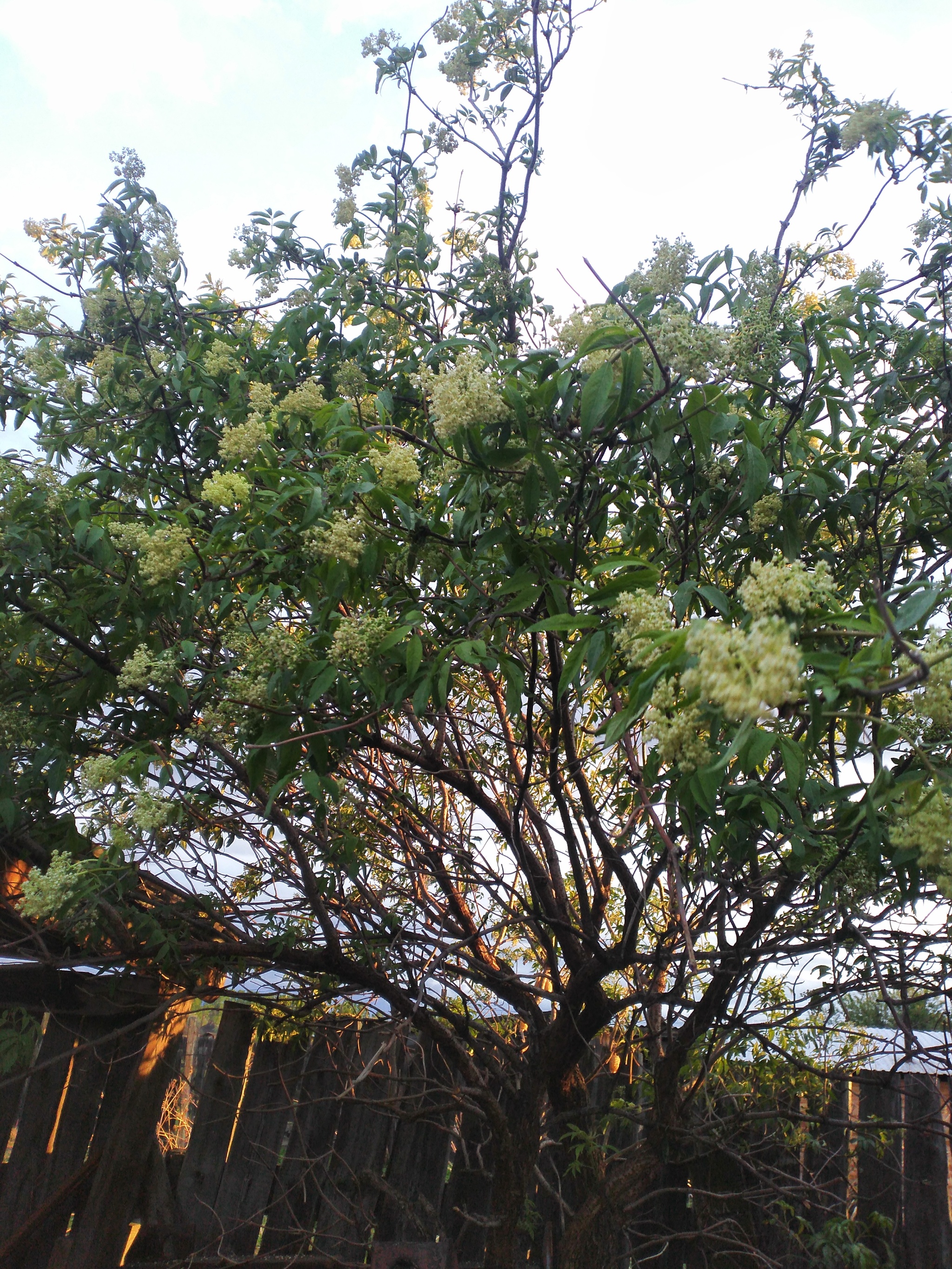 Strange tree - My, What's this?, Plant growing, Longpost