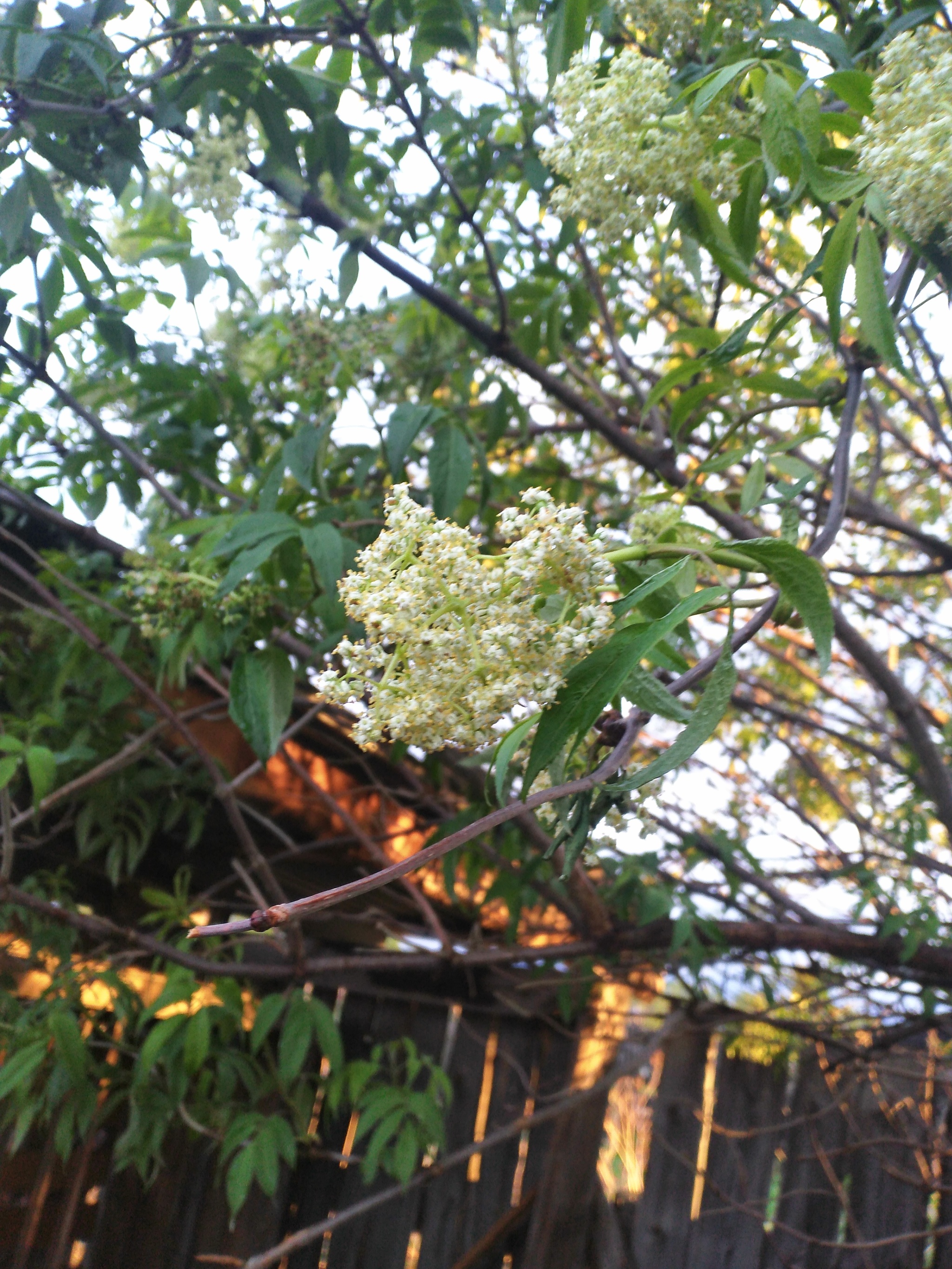 Strange tree - My, What's this?, Plant growing, Longpost