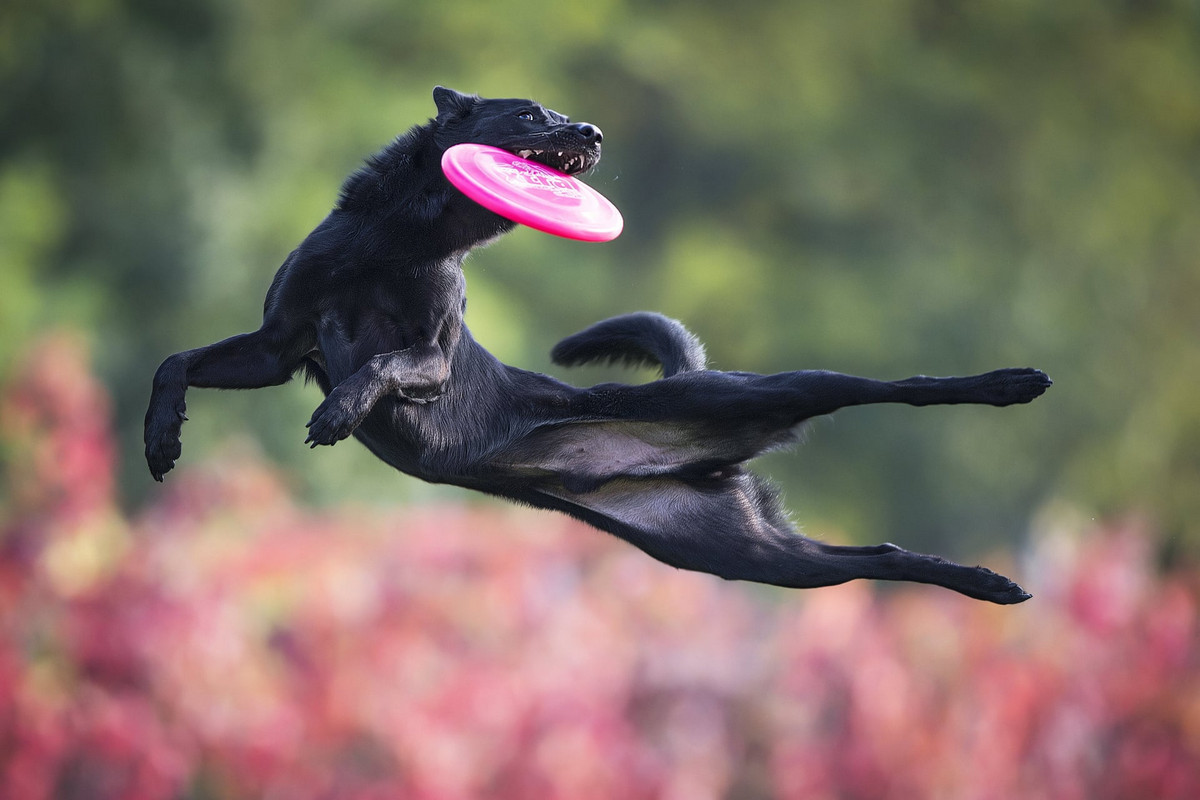 Stop, just a moment! You're wonderful... - Dog, Frisbee, Bounce, Activity, Milota, Longpost, The photo