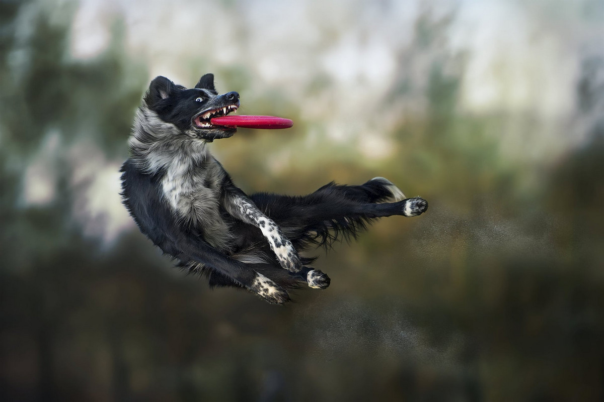 Stop, just a moment! You're wonderful... - Dog, Frisbee, Bounce, Activity, Milota, Longpost, The photo