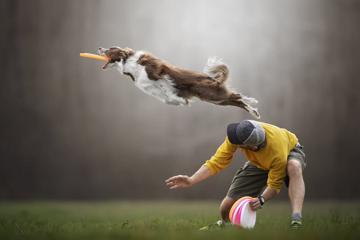 Stop, just a moment! You're wonderful... - Dog, Frisbee, Bounce, Activity, Milota, Longpost, The photo