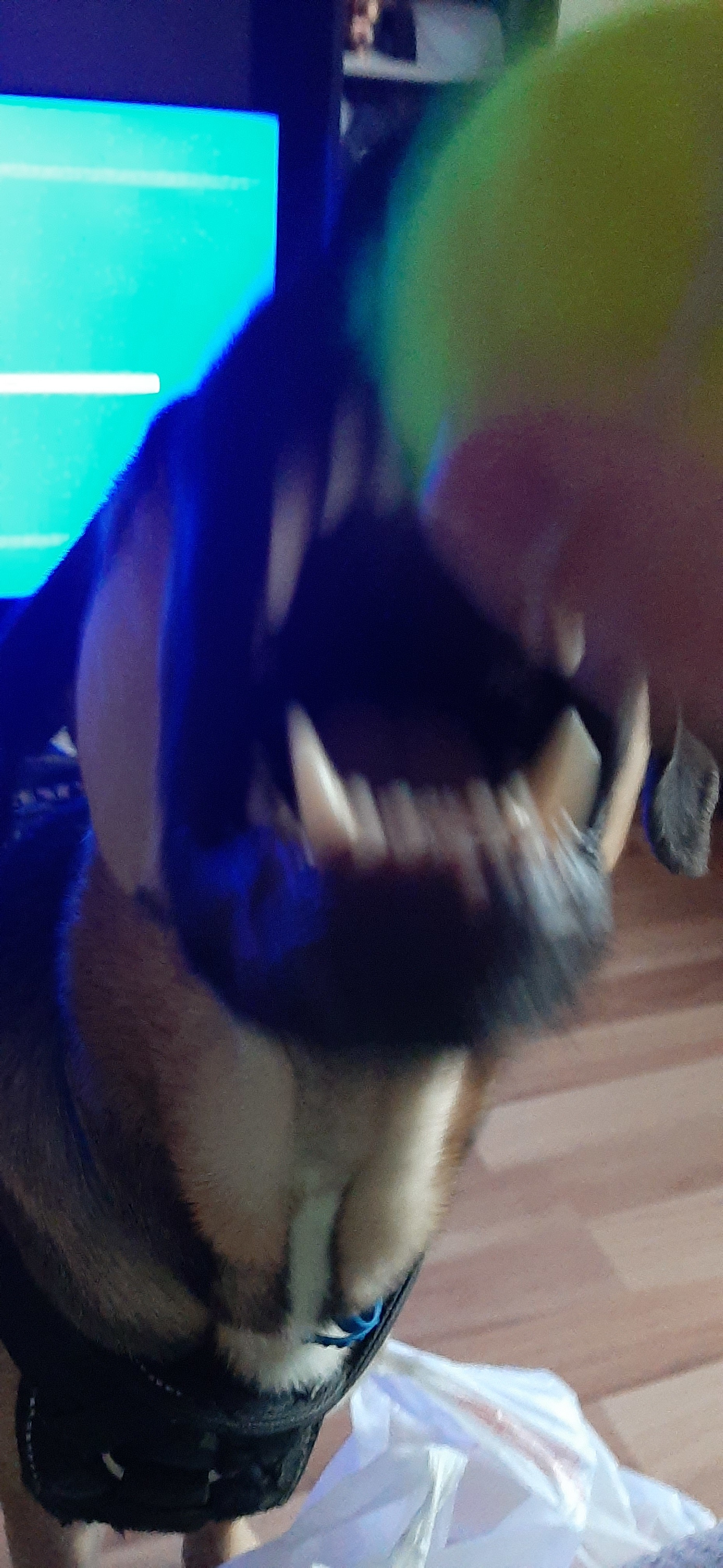 I'll eat you, you worthless creature! - My, Dog, Bite, Teeth, To fall, Anger, Anger, Longpost