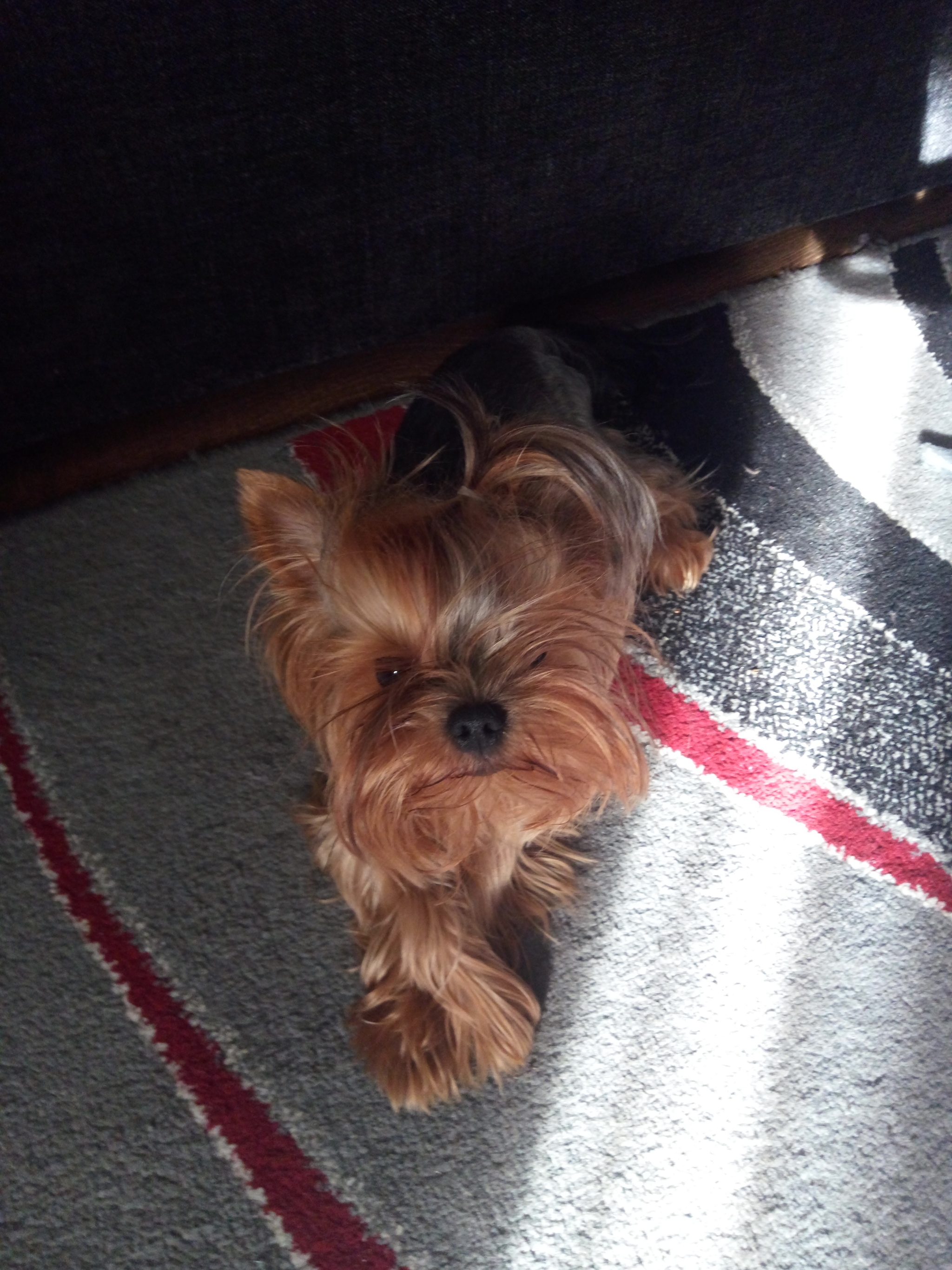 My wife wanted a dog... - My, Dog, Longpost, Personal experience, Pets, Yorkshire Terrier