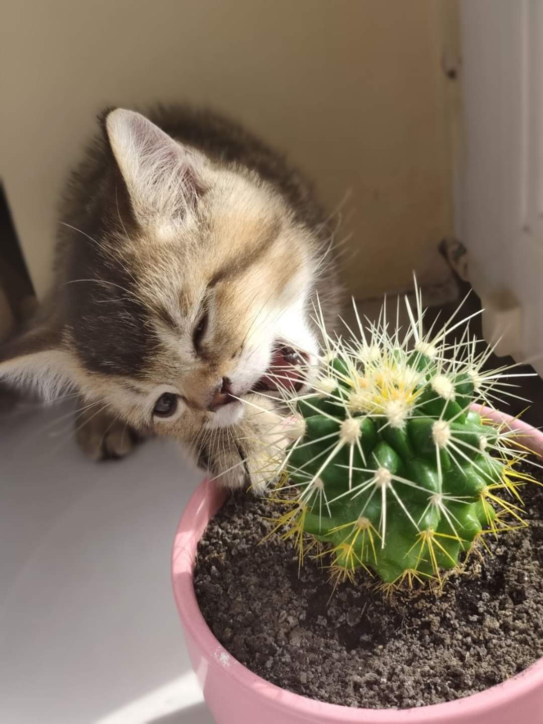 One second before gaining valuable experience - My, cat, Kittens, Cactus, Prickles, Kus, Milota