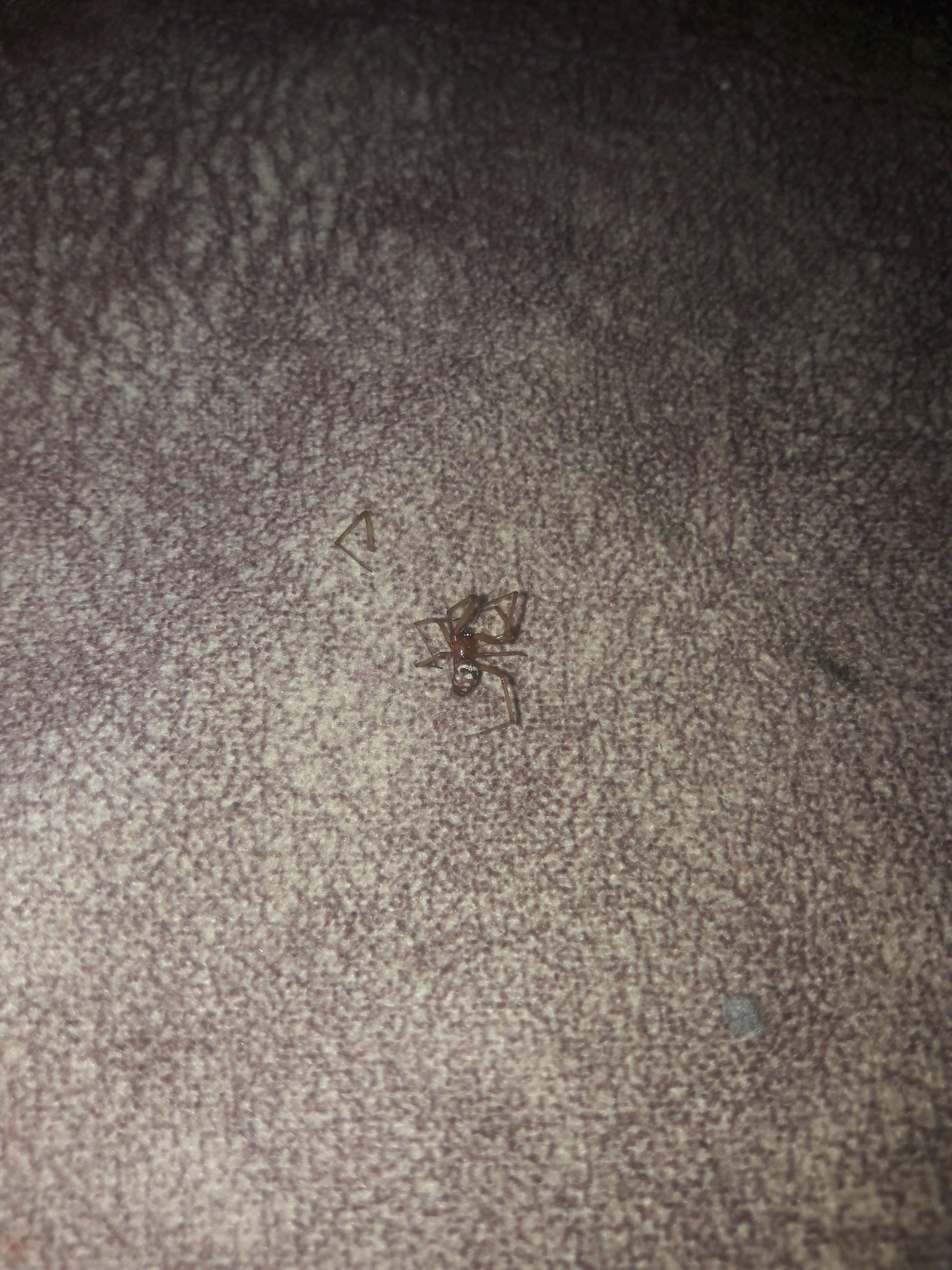 Help me determine what kind of spider this is - My, Spider, Spiders vs. Humans, Longpost