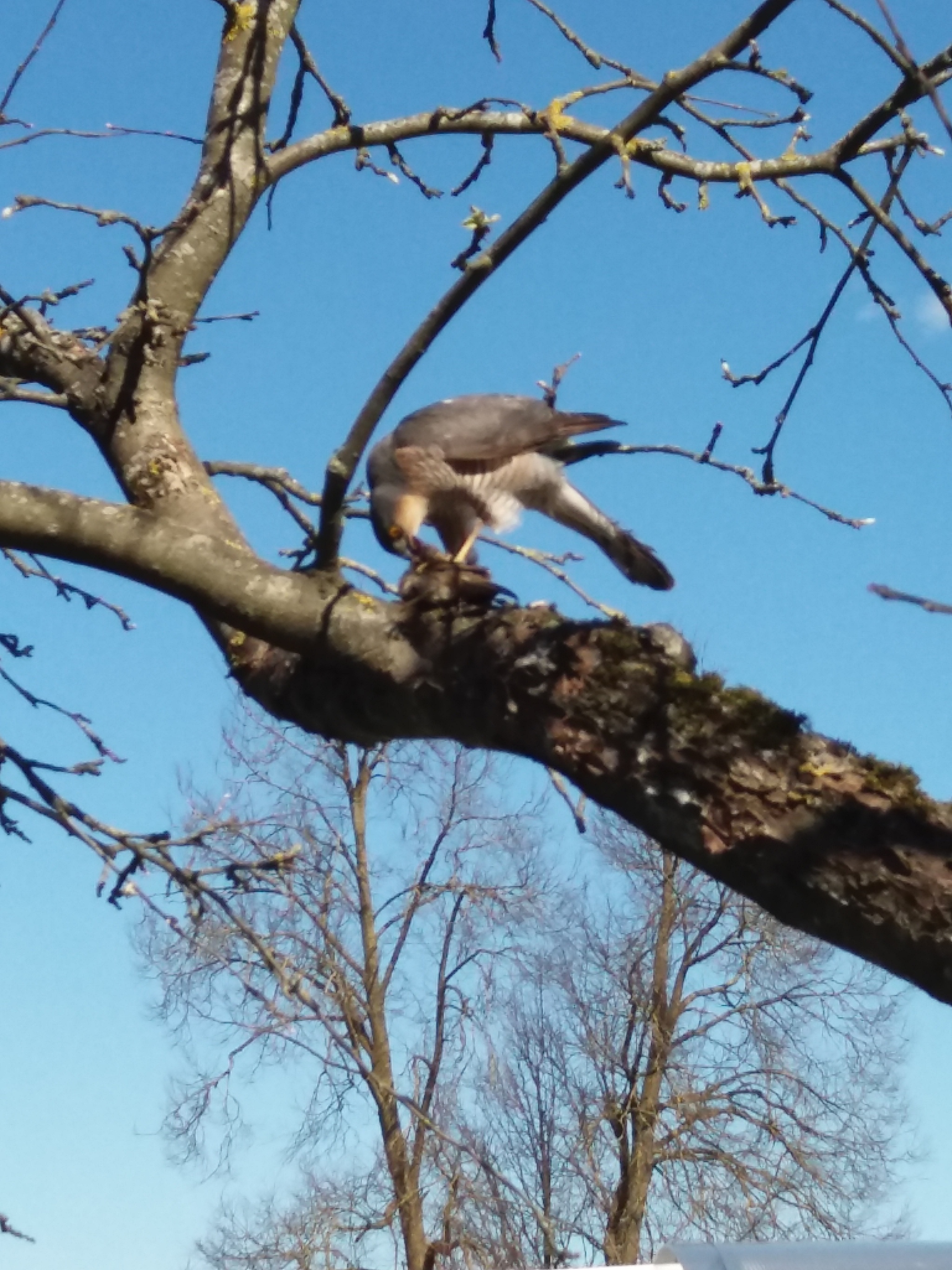 Help me identify the bird - My, Ornithology, Birds, Longpost