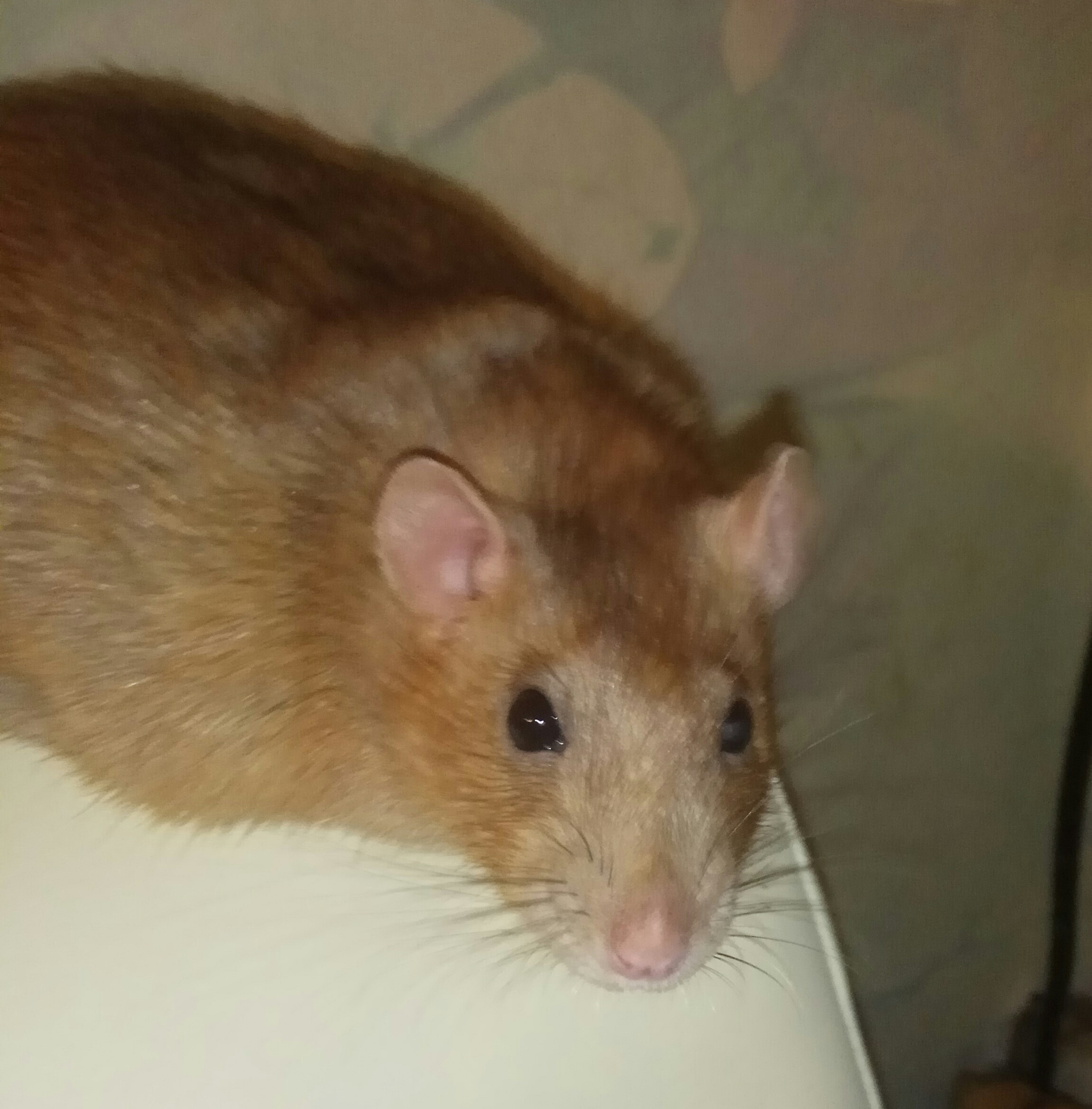 Sonya - My, Rat, Decorative rats, Memories, Longpost, Video