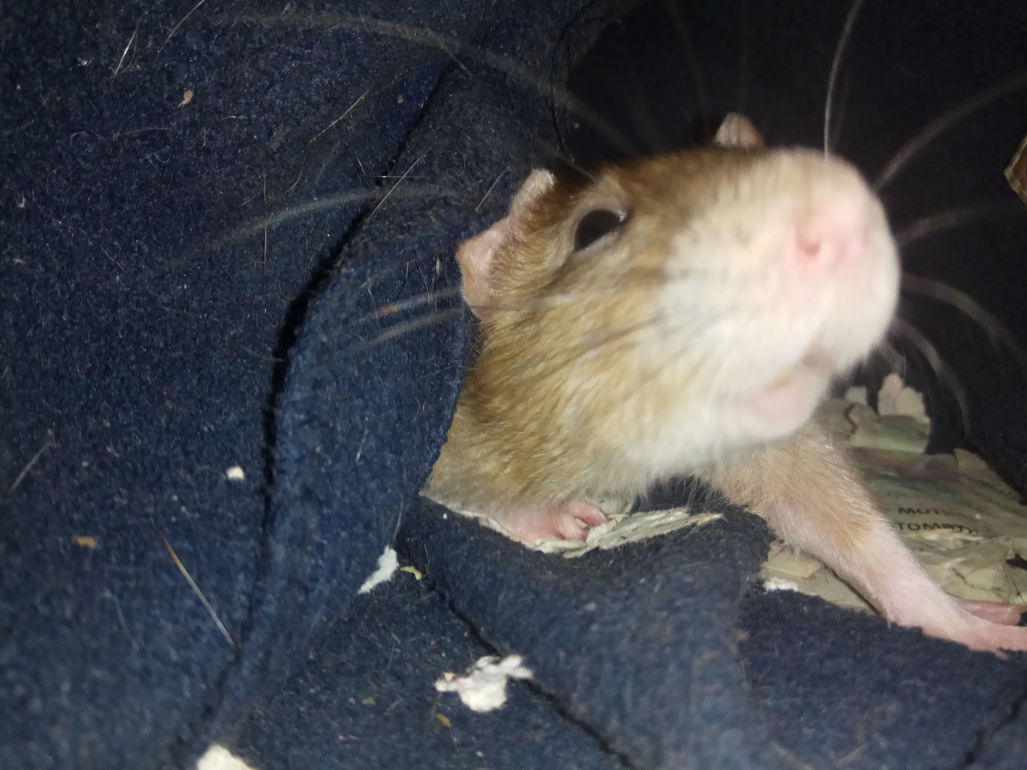 Sonya - My, Rat, Decorative rats, Memories, Longpost, Video