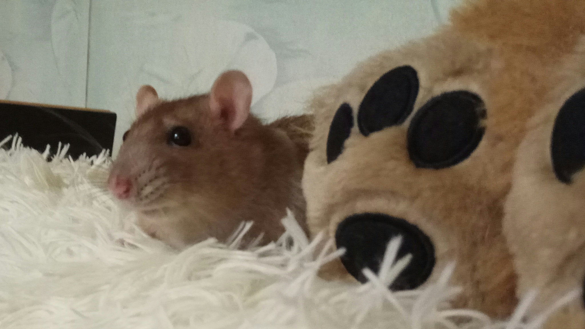 Sonya - My, Rat, Decorative rats, Memories, Longpost, Video