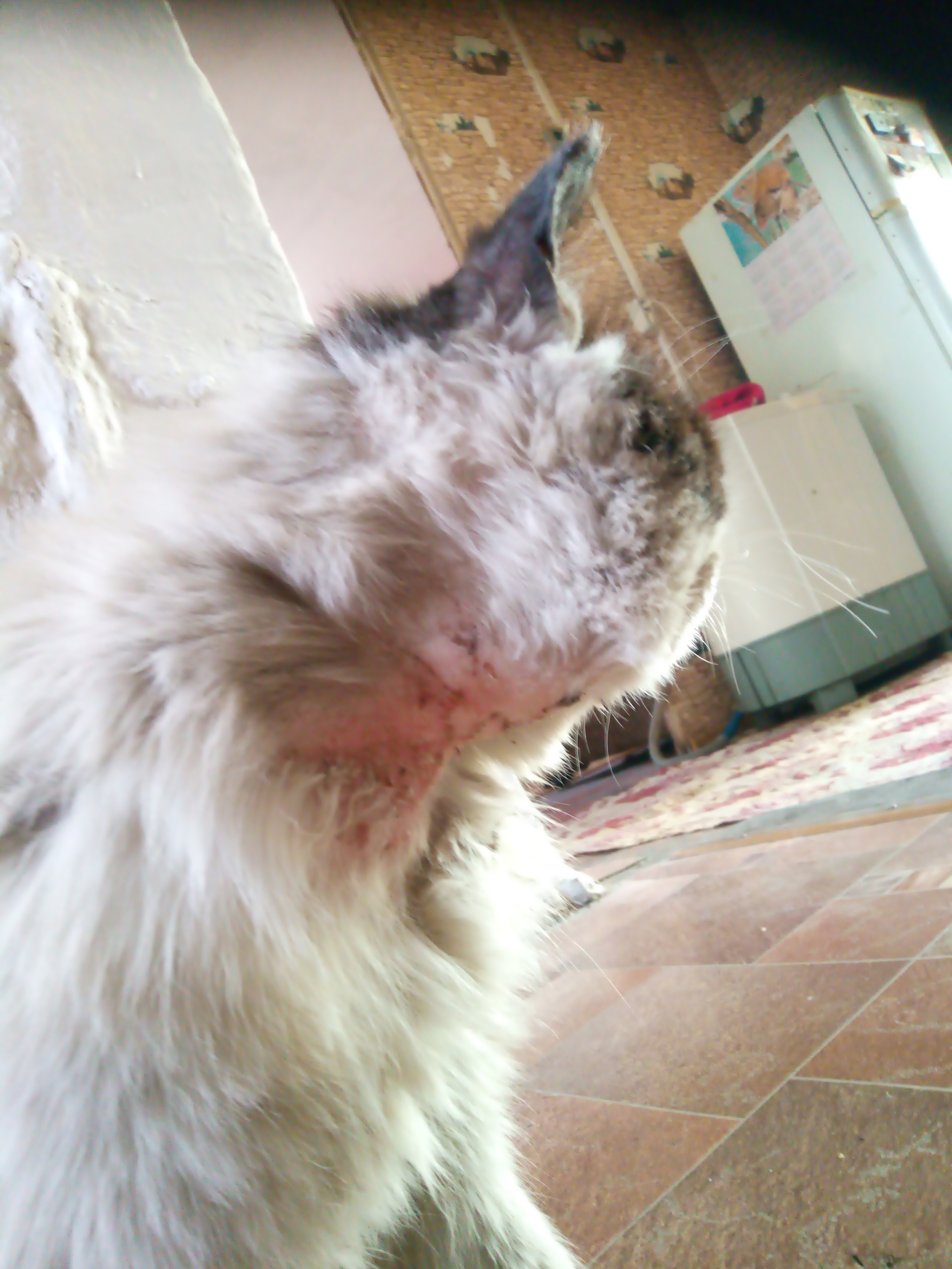 My poor cat - My, Injury, cat, Text, Pain, Longpost