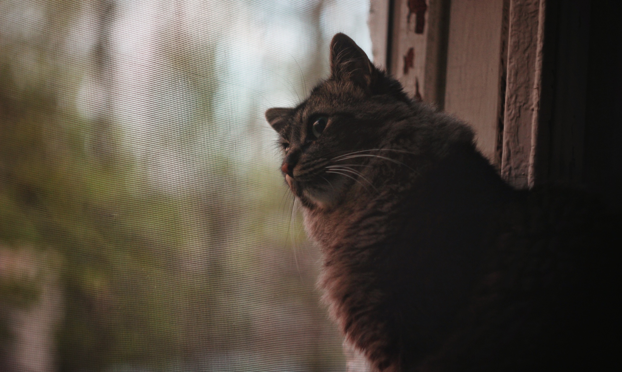 Breathe fresh air - My, cat, The photo, Portrait, Fluffy