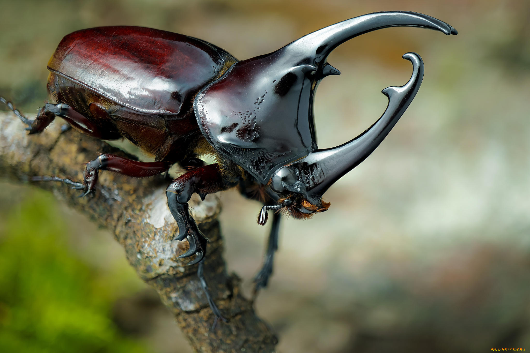 I often think about our life, if insects were larger, say 43 times, as with model cars - Жуки, Rhinoceros beetle, Macro photography, Insects