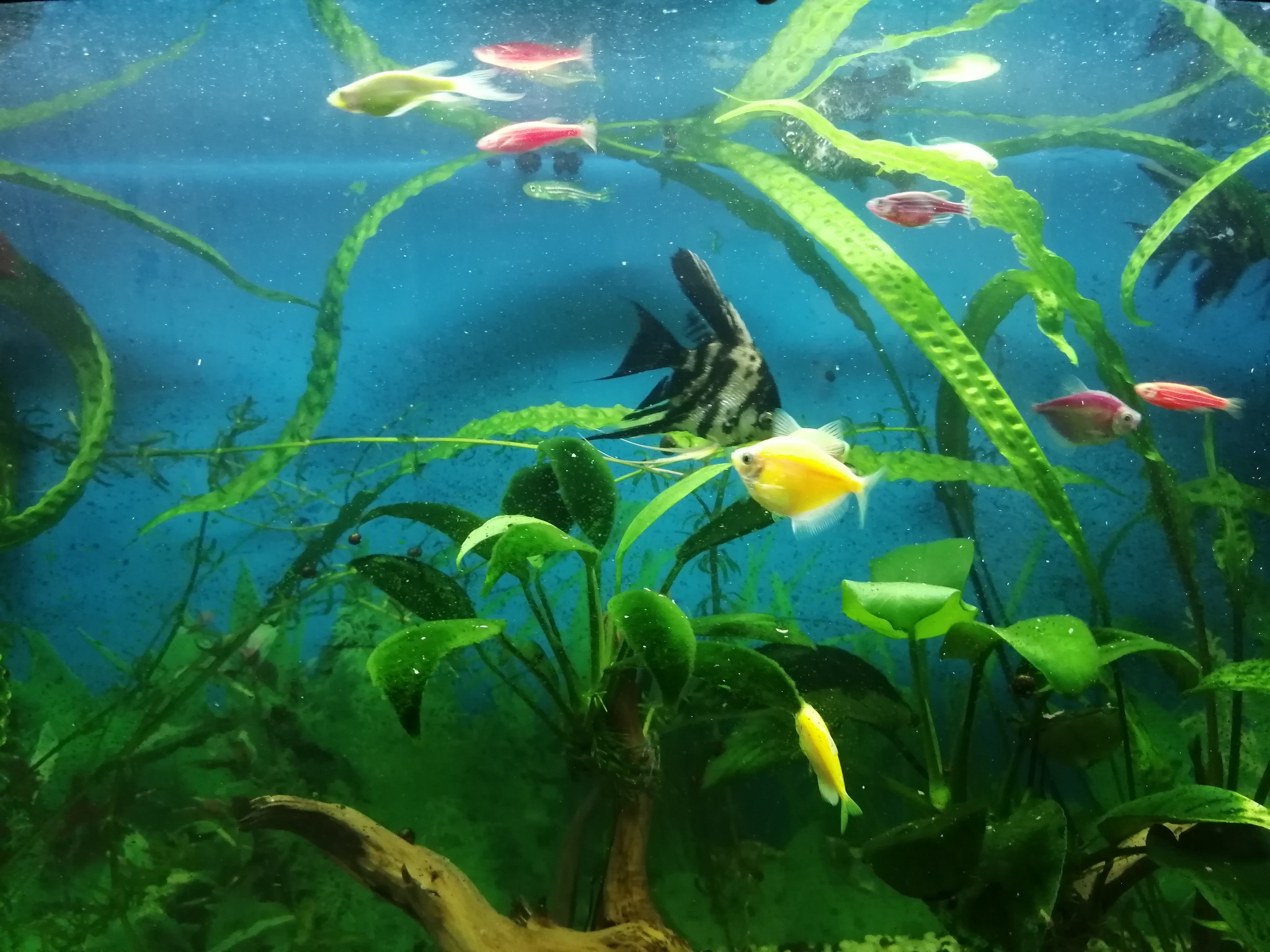 My aquarium is 1 year old today - My, Aquarium, no fish, Longpost