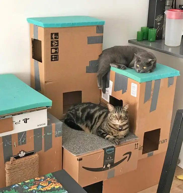 Box Kings - cat, Box, Affordable Housing